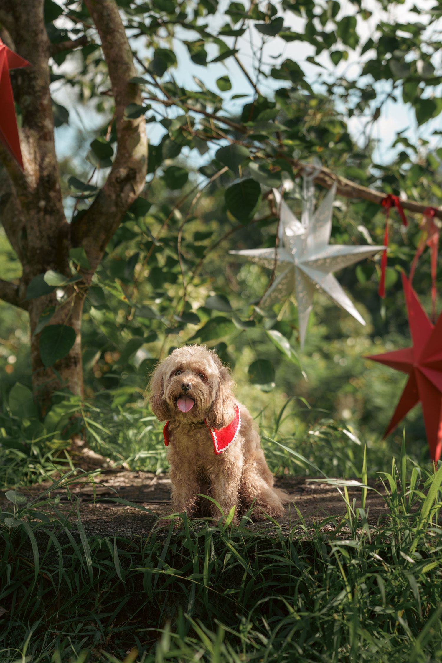 Dog resting on ground under trees decorated with festive hanging star ornaments.
