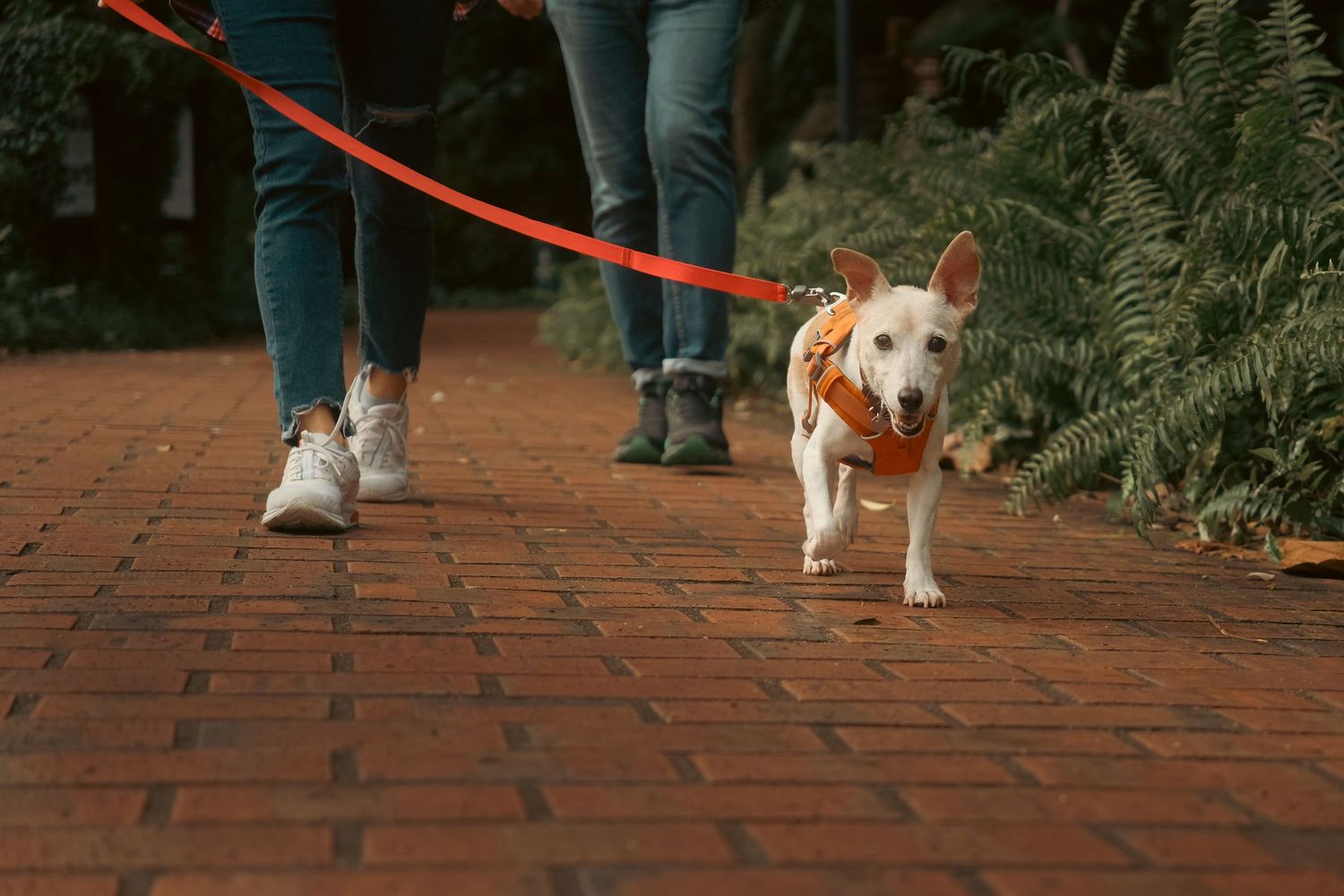 Dog walking on red brick pavement with a leash.
