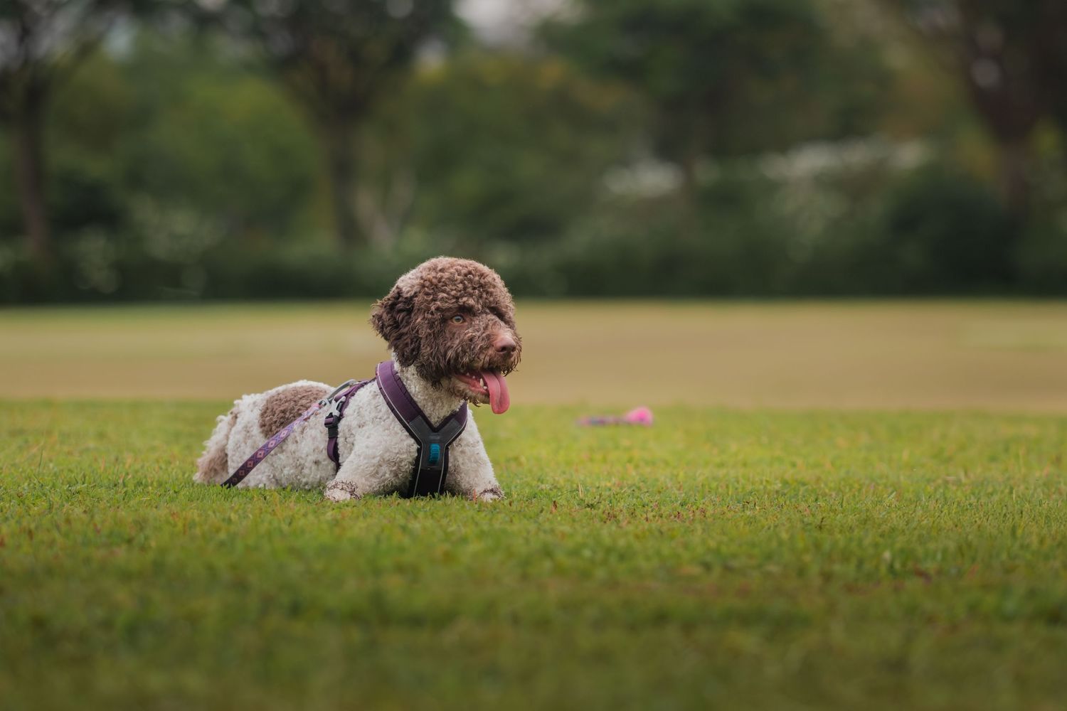 Brown and white dog lying on a grassy field during a sunny day.