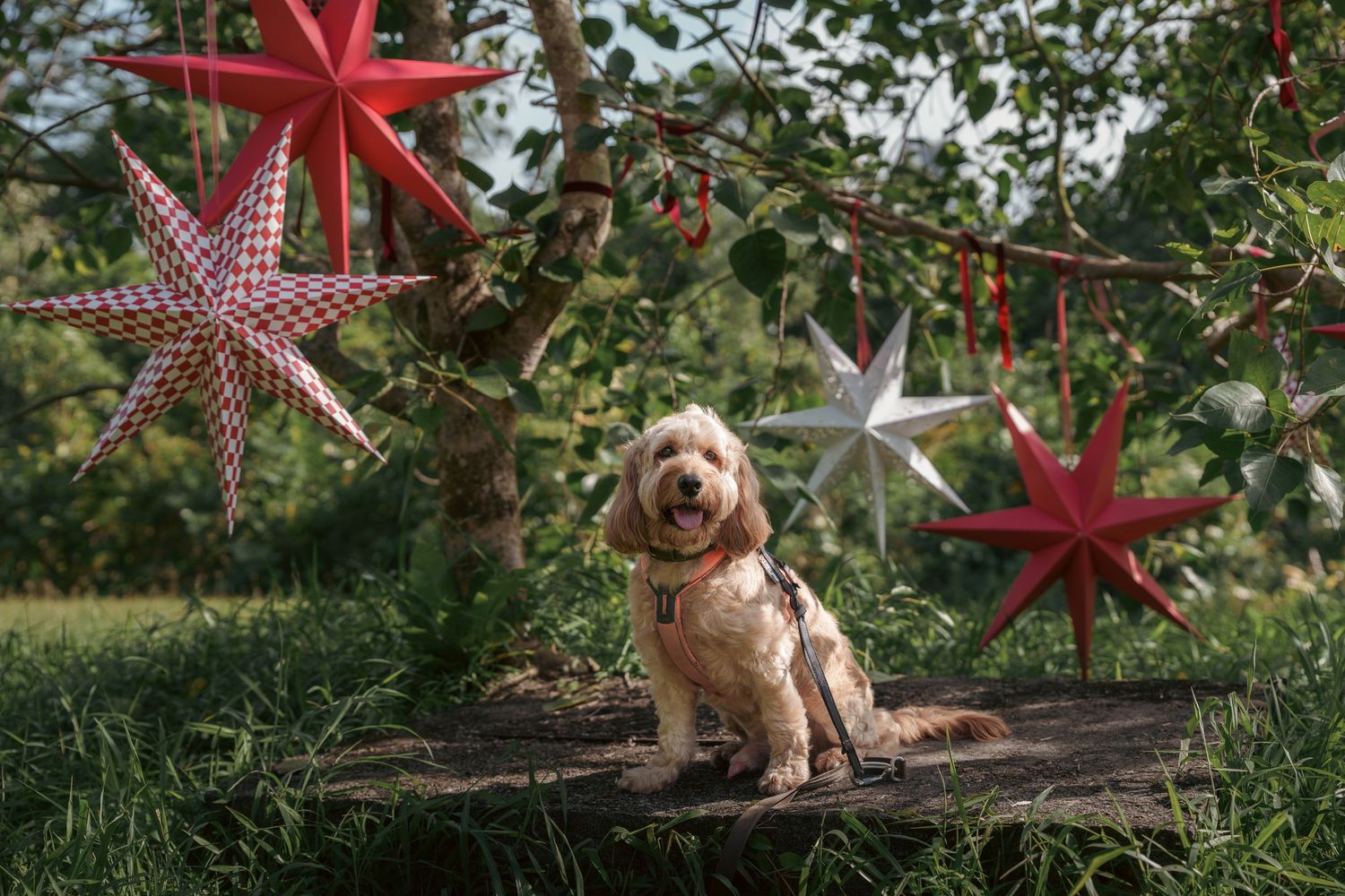A small fluffy dog sits beneath hanging red and white star decorations outdoors.