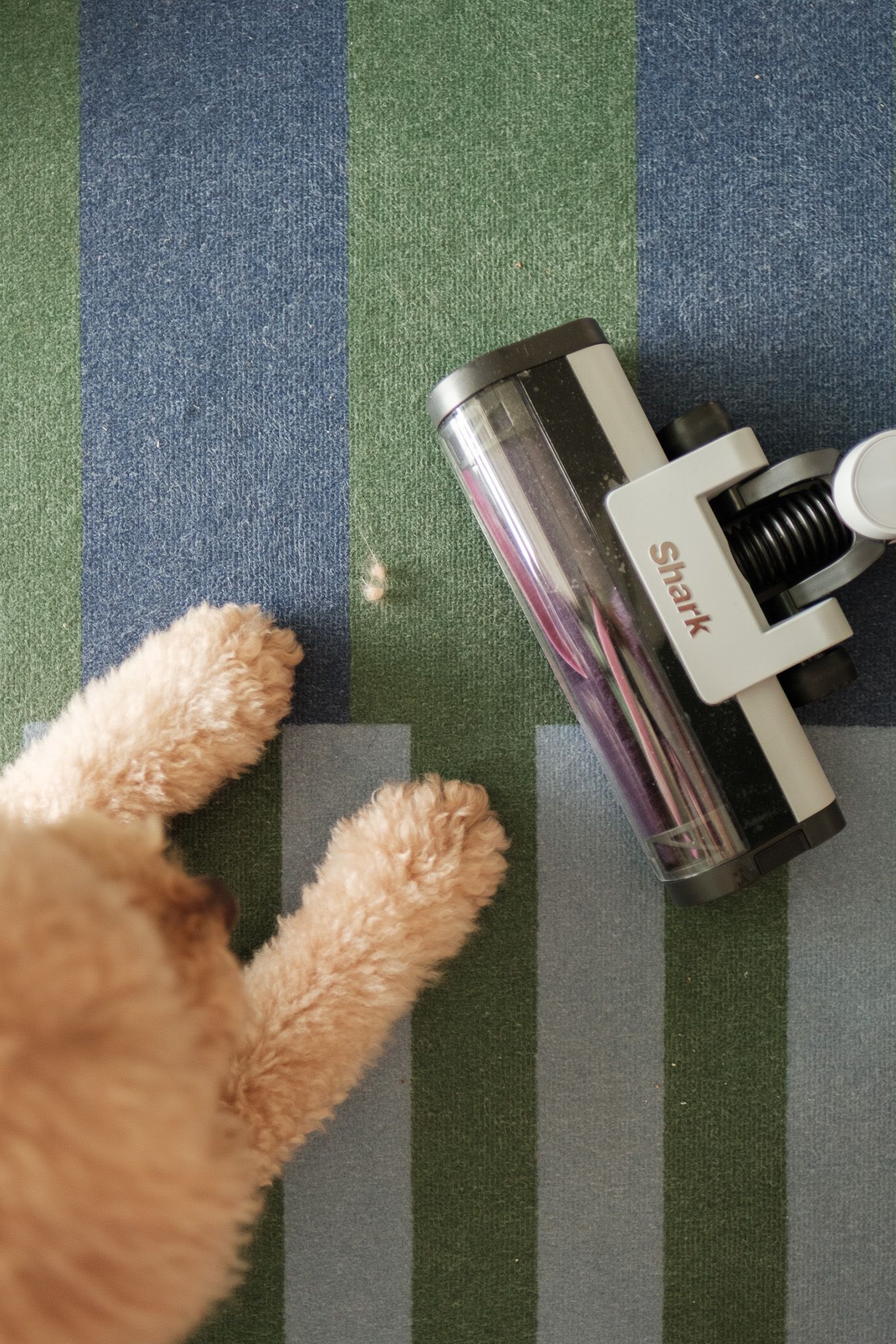 A sequence showing a vacuum cleaner moving across a green and blue carpet surface with a furry object nearby.