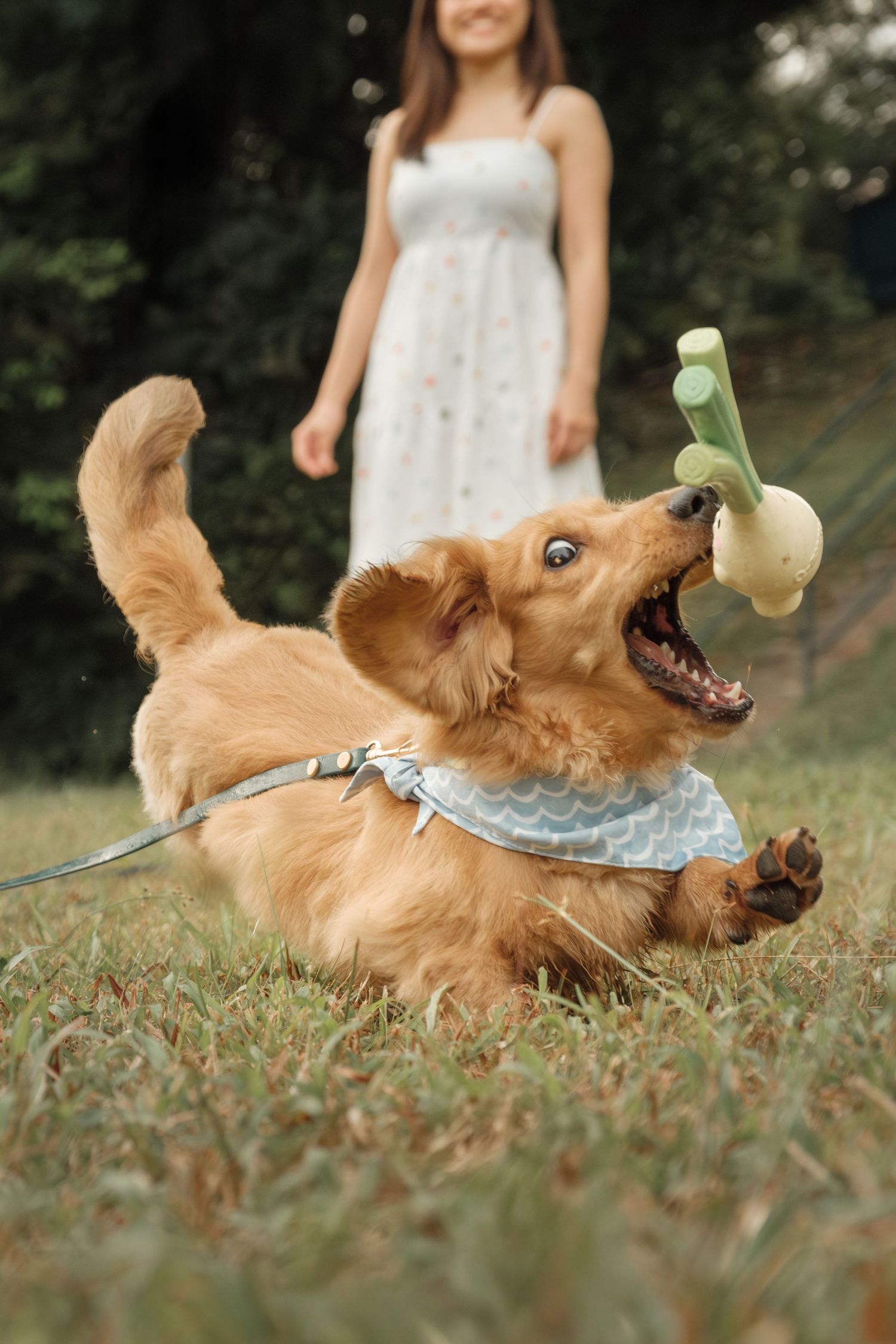 Playful golden retriever rolling on grass while playing with a tennis ball.