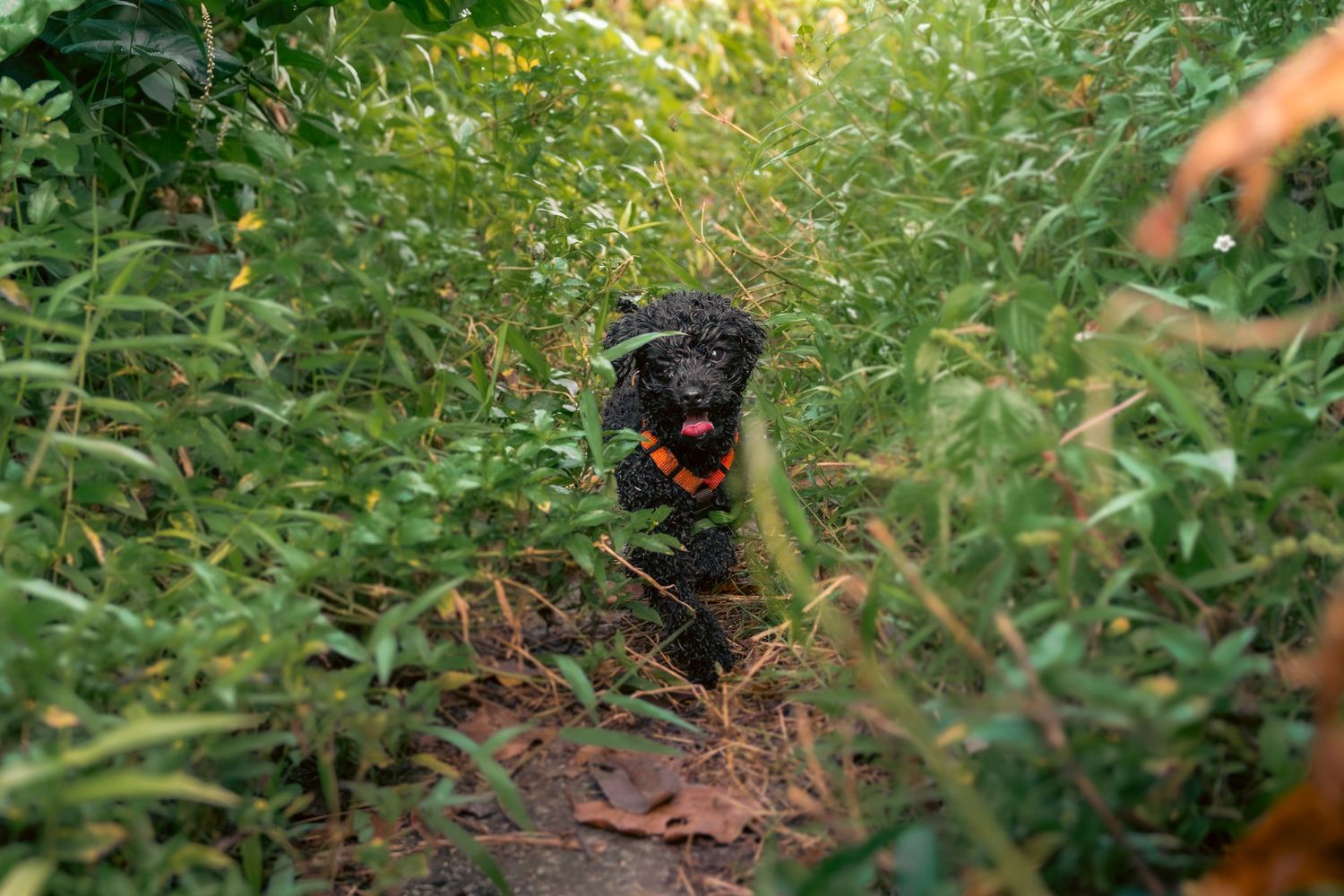 A close-up view of a small black poodle running through green foliage and bushes at Bukit Brown Singapore