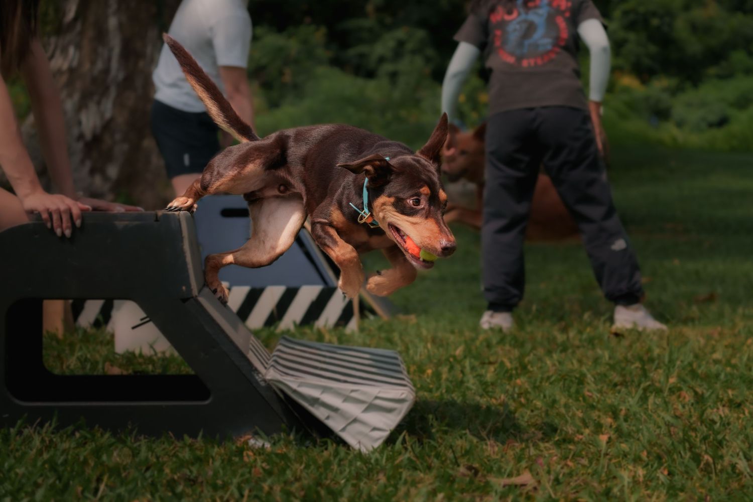 Kelpie doing a flyball dog sports routine