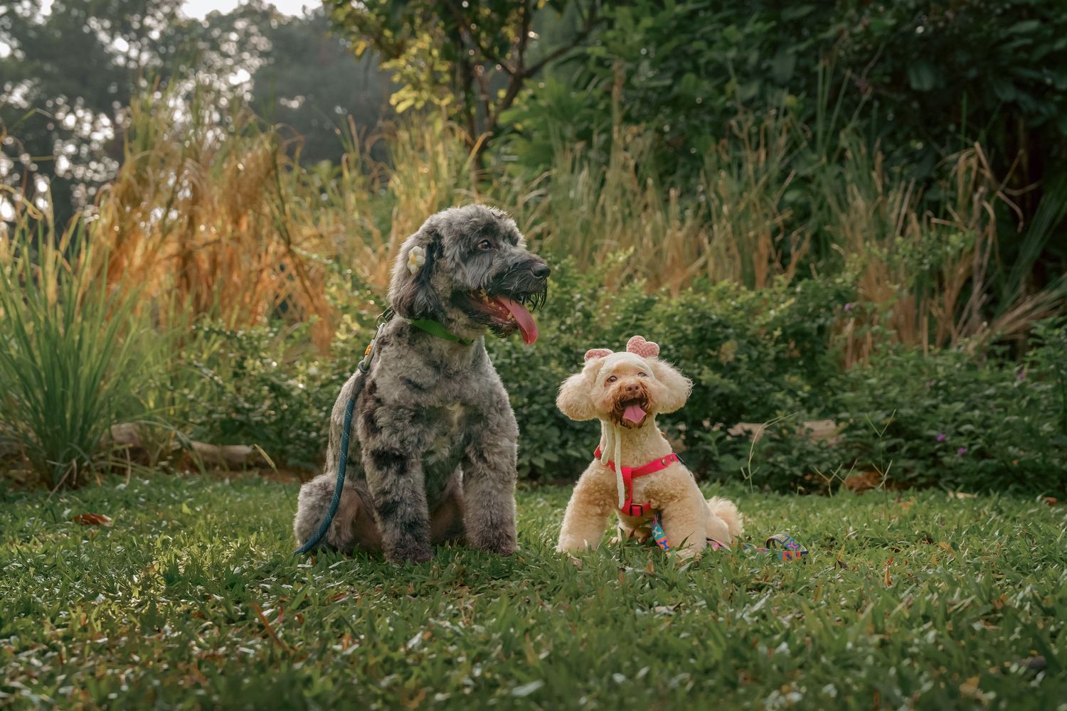 Two dogs sitting in a grassy field during golden hour.