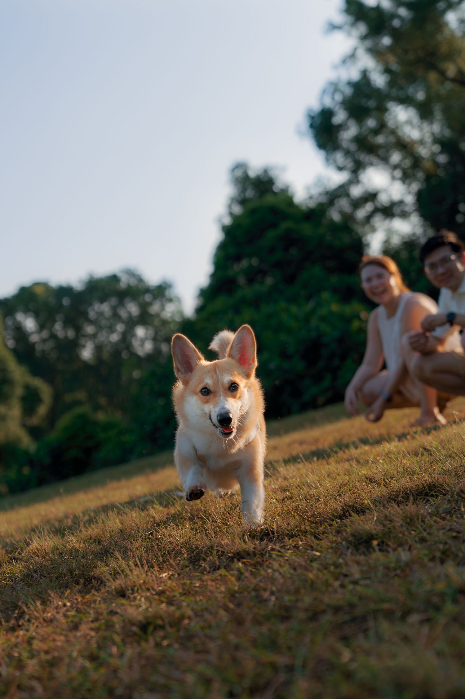 A happy Corgi dog runs across a grassy park while two people crouch in the background on a sunny day.