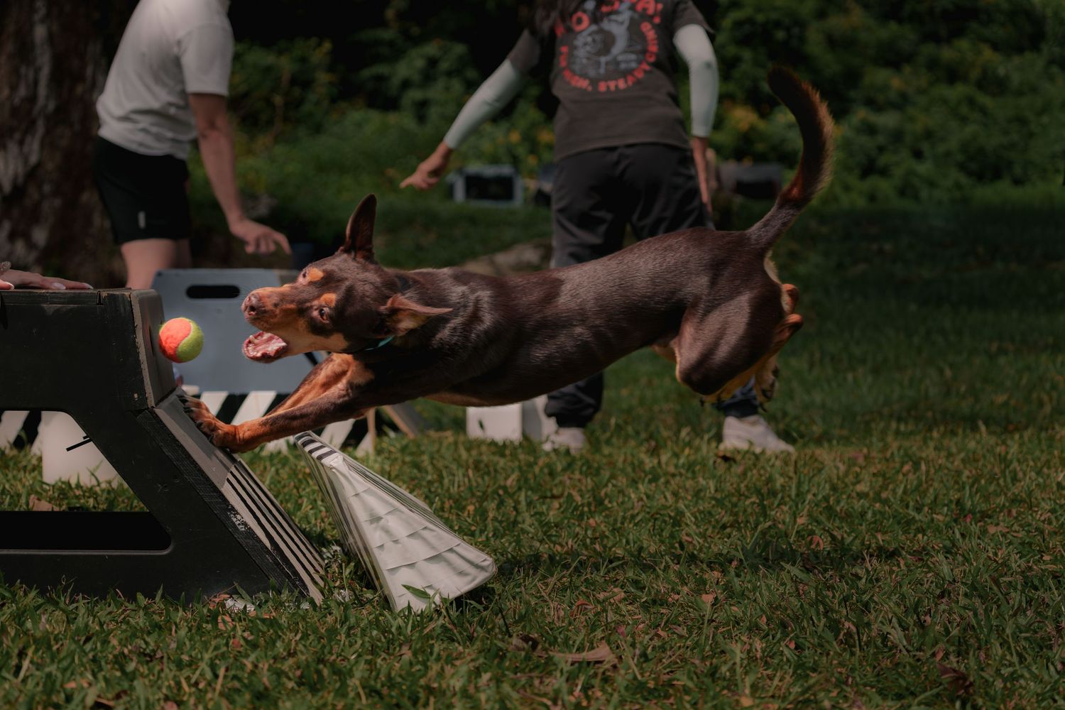 Kelpie catching a fly ball