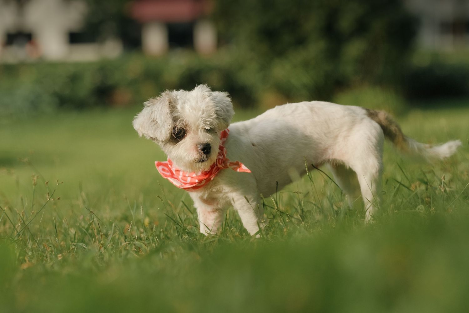 Small white fluffy dog running through green grass.