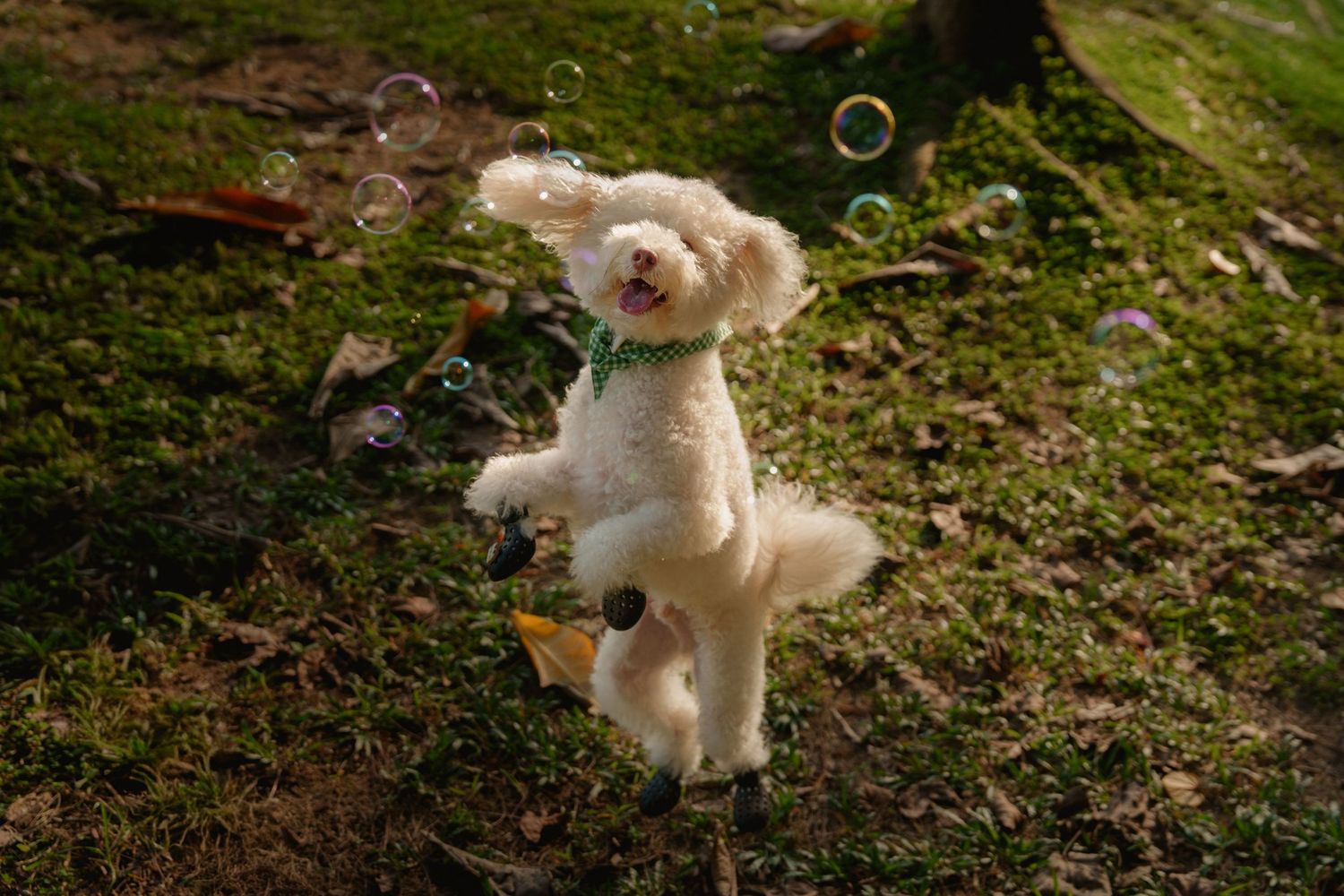 A small white dog jumping playfully at bubbles between grass and leaves outdoors at Coney Island Singapore