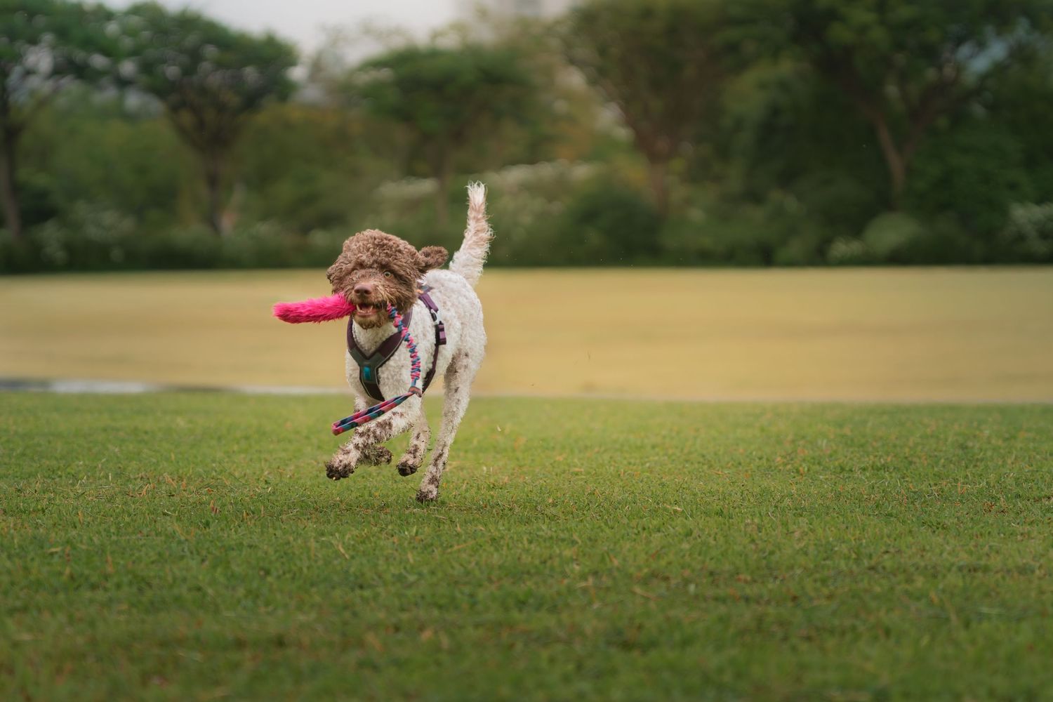Dog leaping enthusiastically to catch a pink frisbee on a sunny grass field.