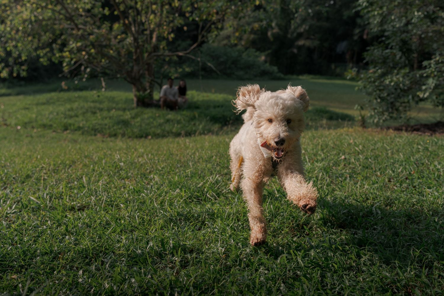 A fluffy golden Labradoodle runs joyfully across lush green grass in a sunny park setting.