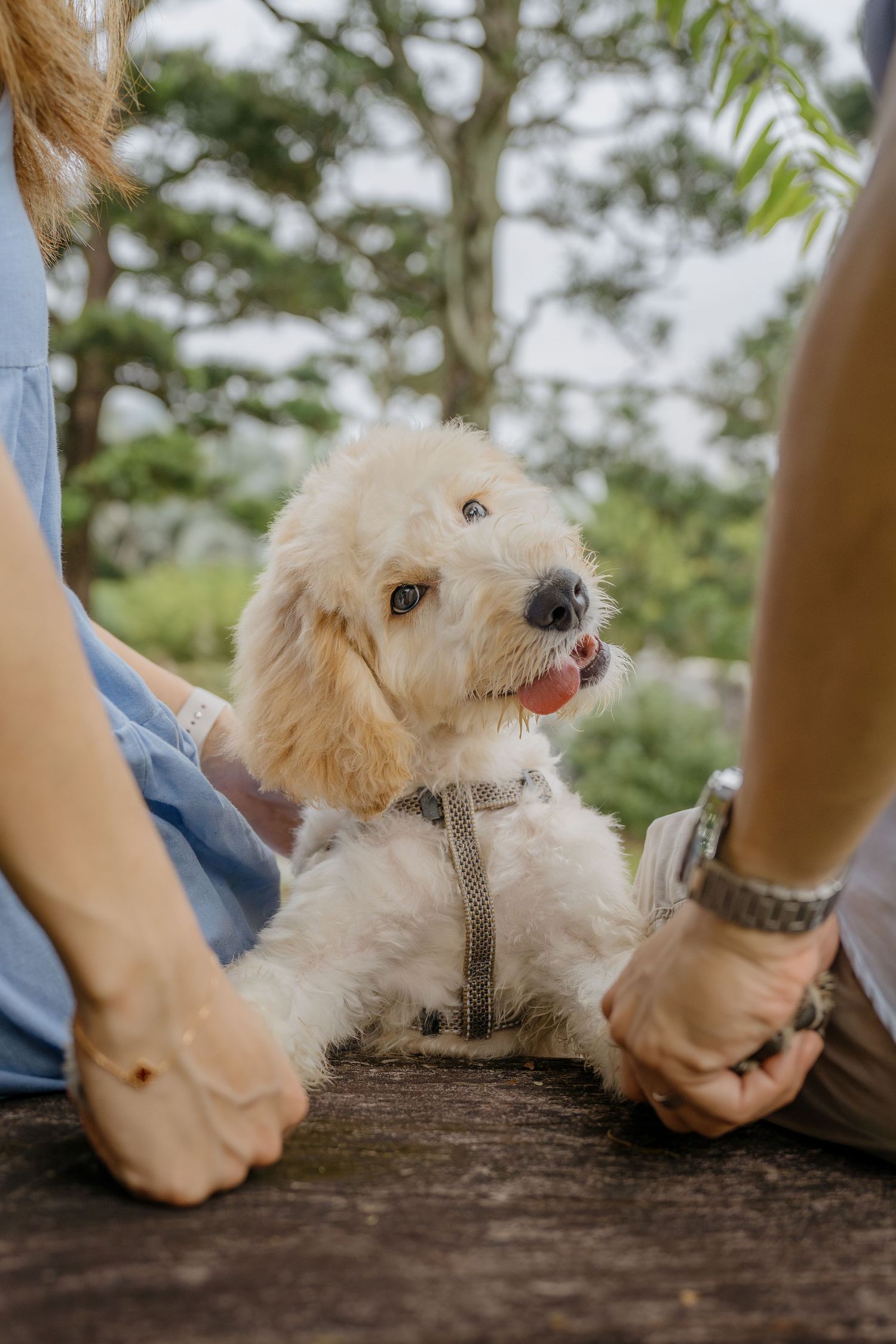 A small white fluffy dog sits on a wooden bench while being petted by its owners.