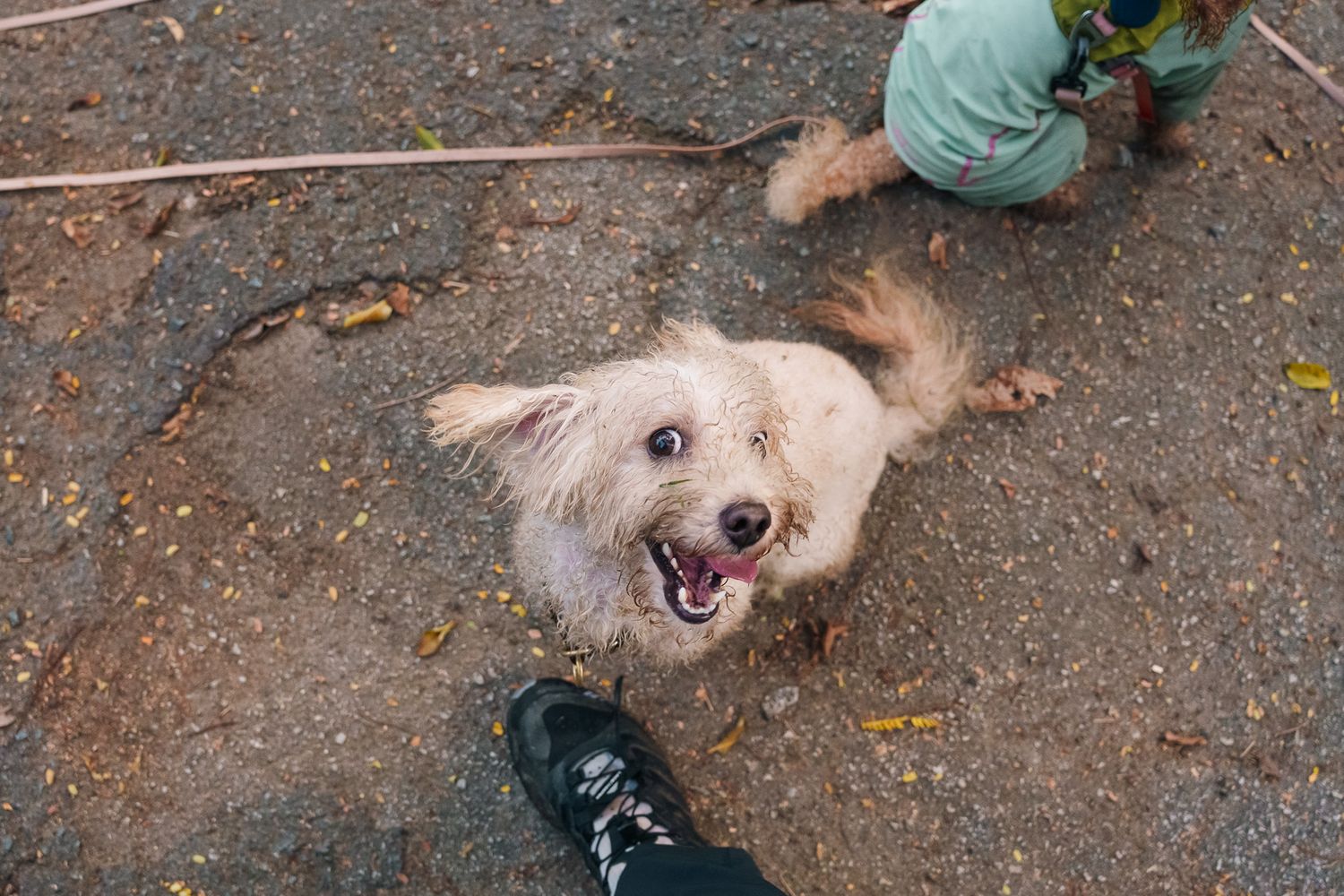 Playful dog rolling on gravel path showing happy expression at Bukit Brown