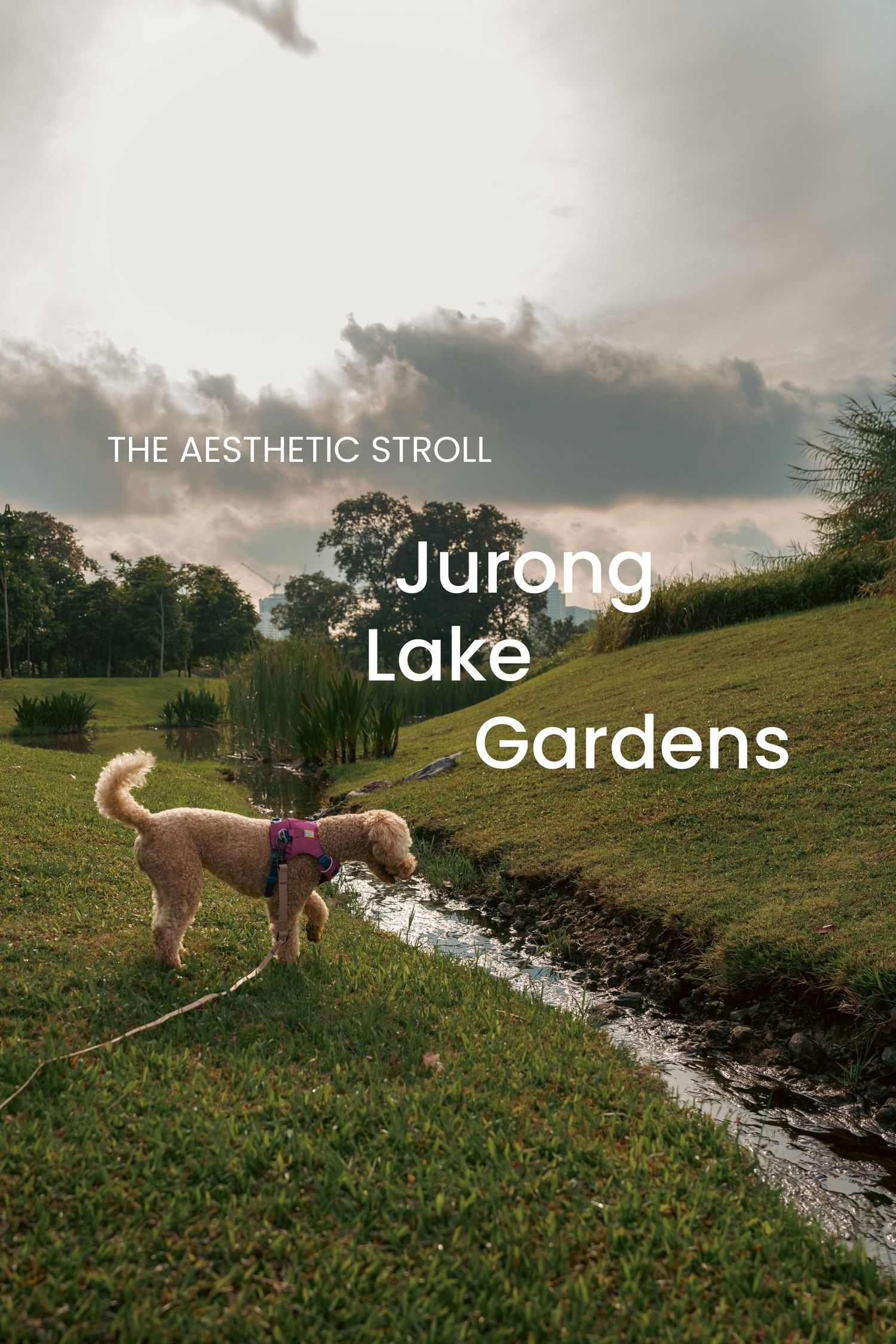 Dog exploring grassy area near stream with Jurong Lake Gardens text overlay.