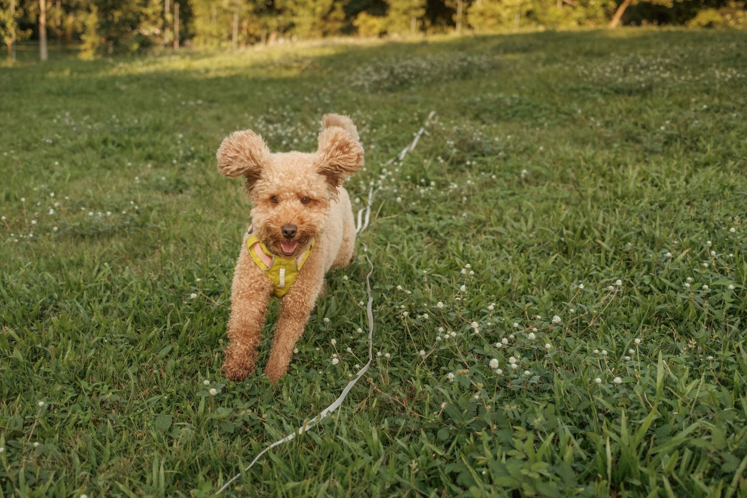 A joyful goldendoodle dog bounding across a sunny lawn with trees in the background.