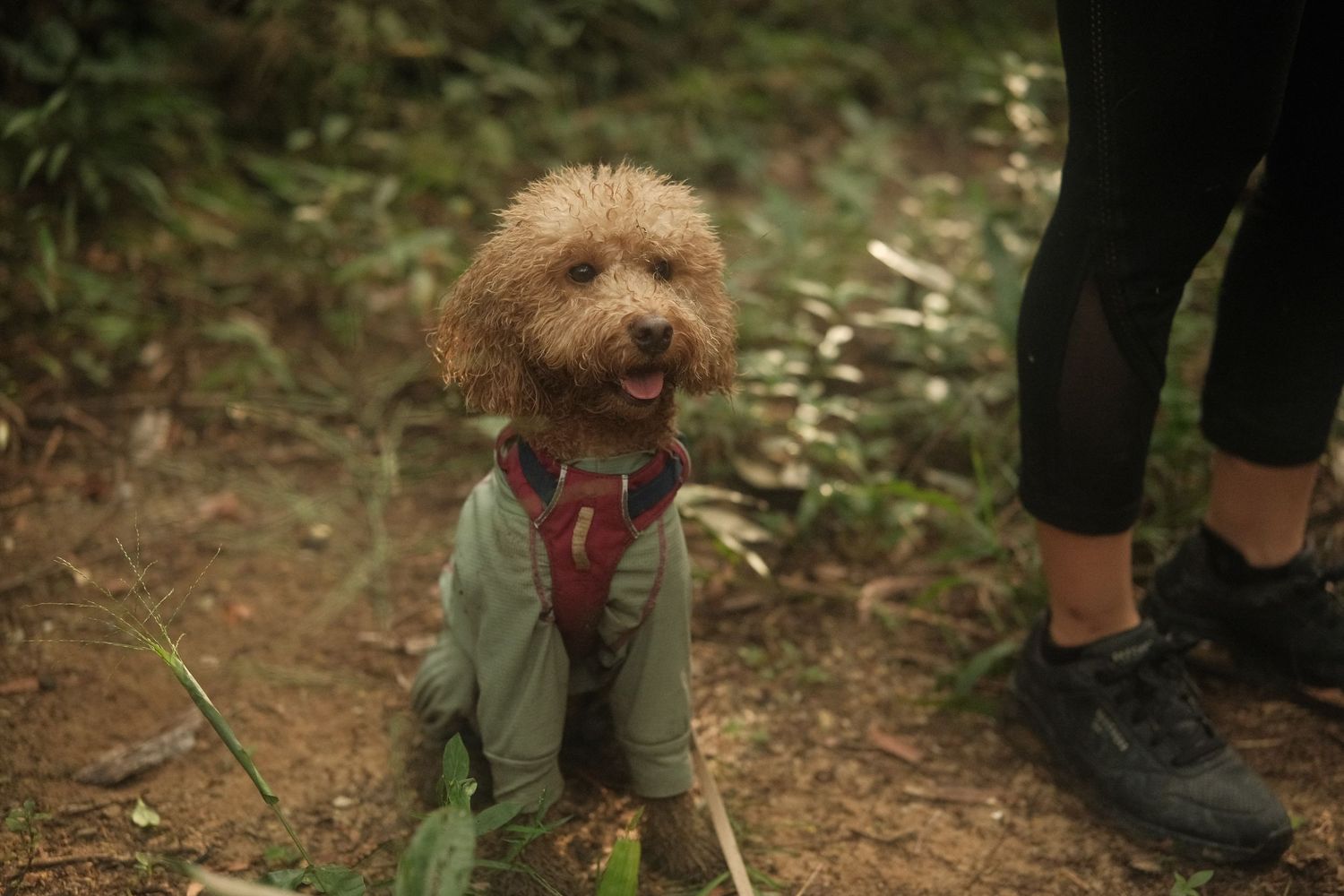 Small brown curly-haired dog wearing a green jacket and red harness stands on dirt trail next to hiker's feet.