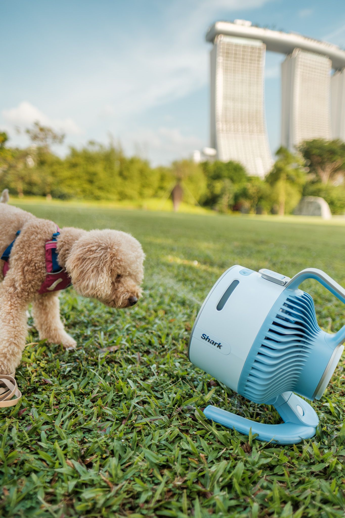 A brown dog plays with a light blue portable fan on green grass with Marina Bay Sands visible in the background.