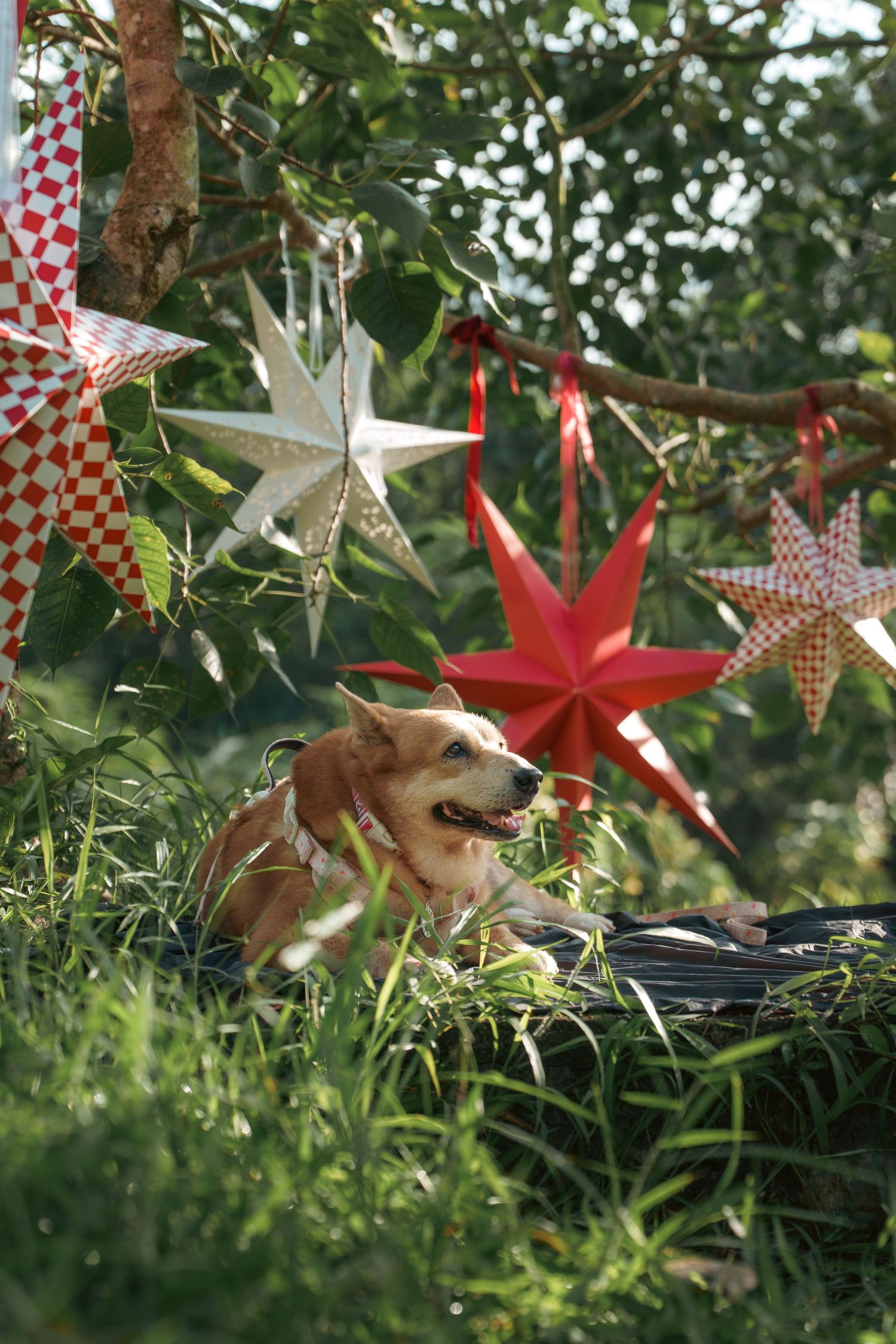 A dog rests on a log beneath festive hanging star decorations in a garden.