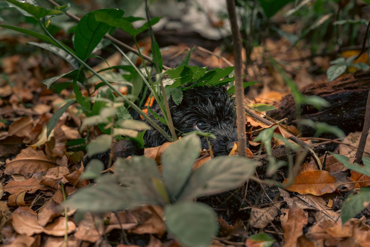 A small black poodle hiding among fallen dried leaves and forest debris on the ground at Bukit Brown Singapore, with only eyes peaking out
