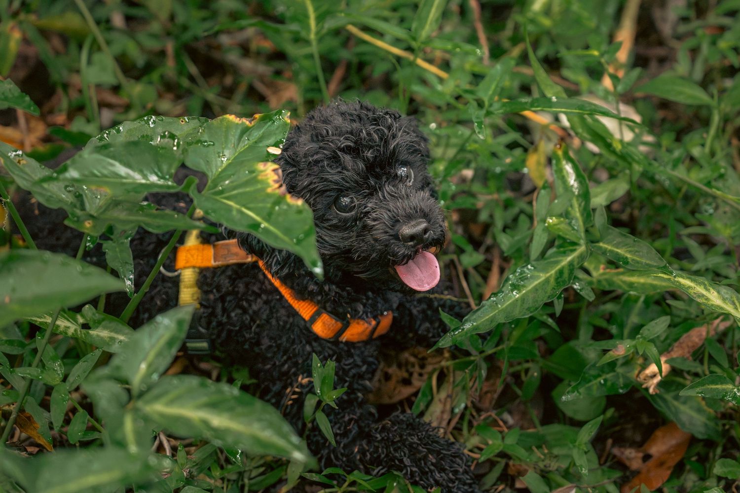 A small black poodle puppy explores and plays in lush green grass with fallen leaves at Bukit Brown Singapore
