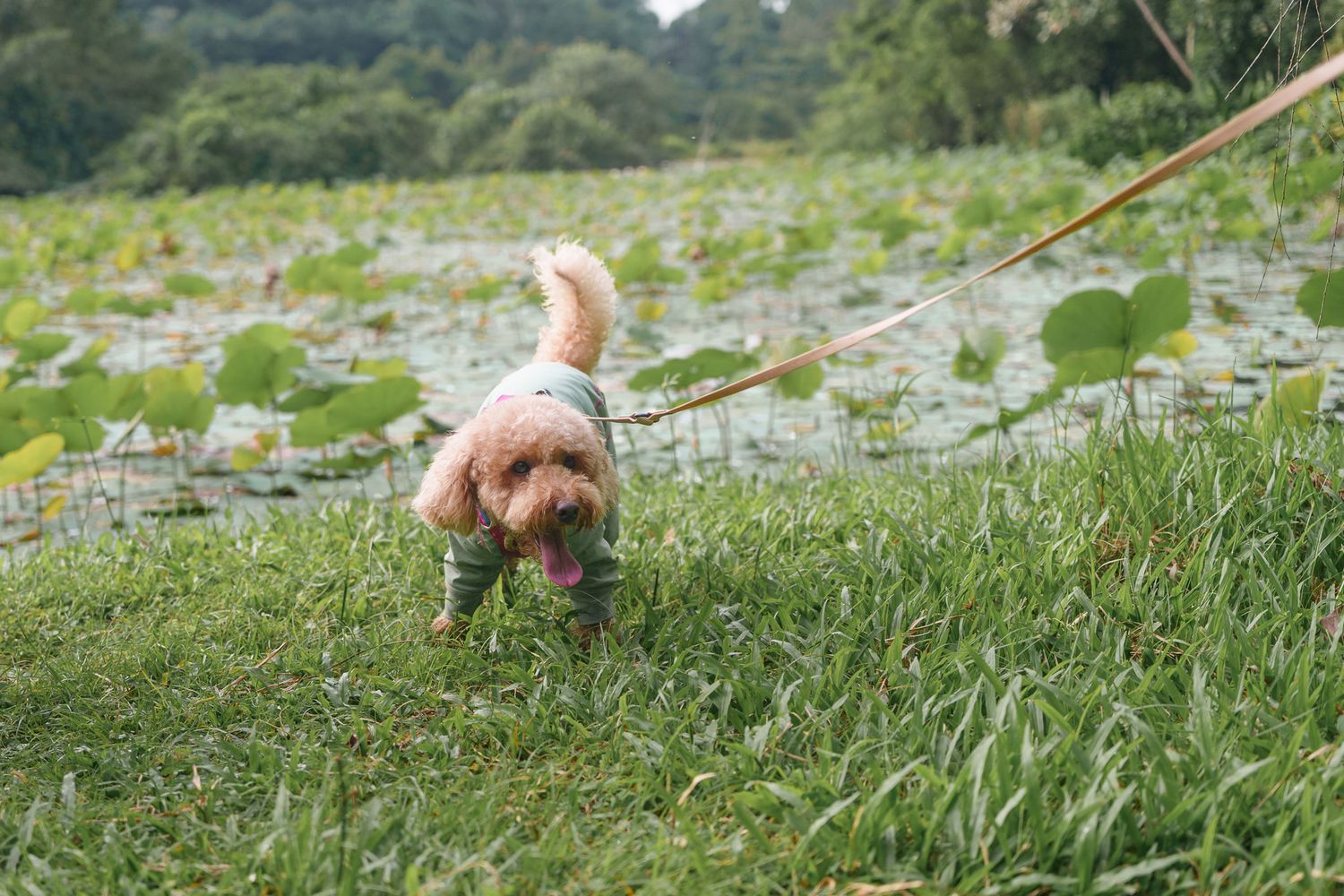 Scenic view of pond with lily pads and grassy shore where dogs are playing at Pulau Ubin
