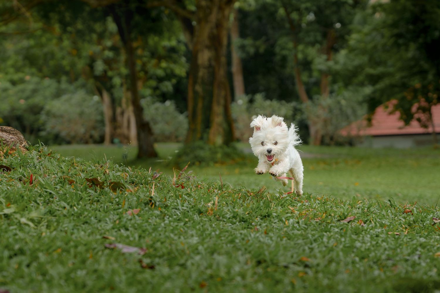 Small white Maltese dog jumping and frolicking in green grass with trees in the background at Capella Singapore