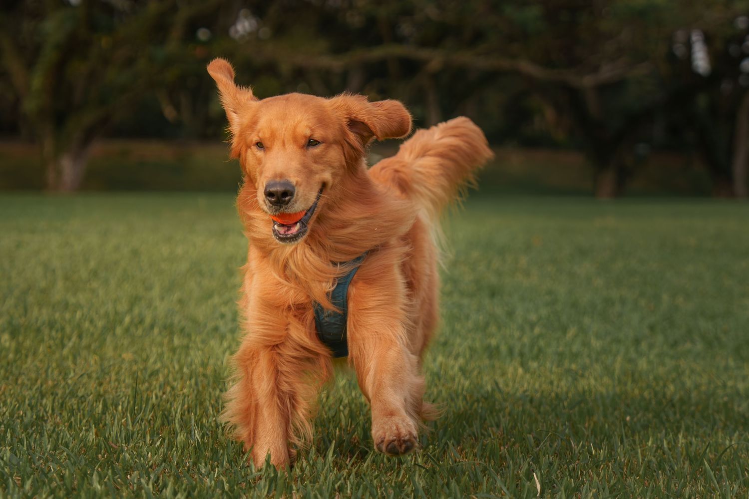 A golden retriever dog running and playing with a ball in a grassy field on a sunny day at East Coast Park Singapore