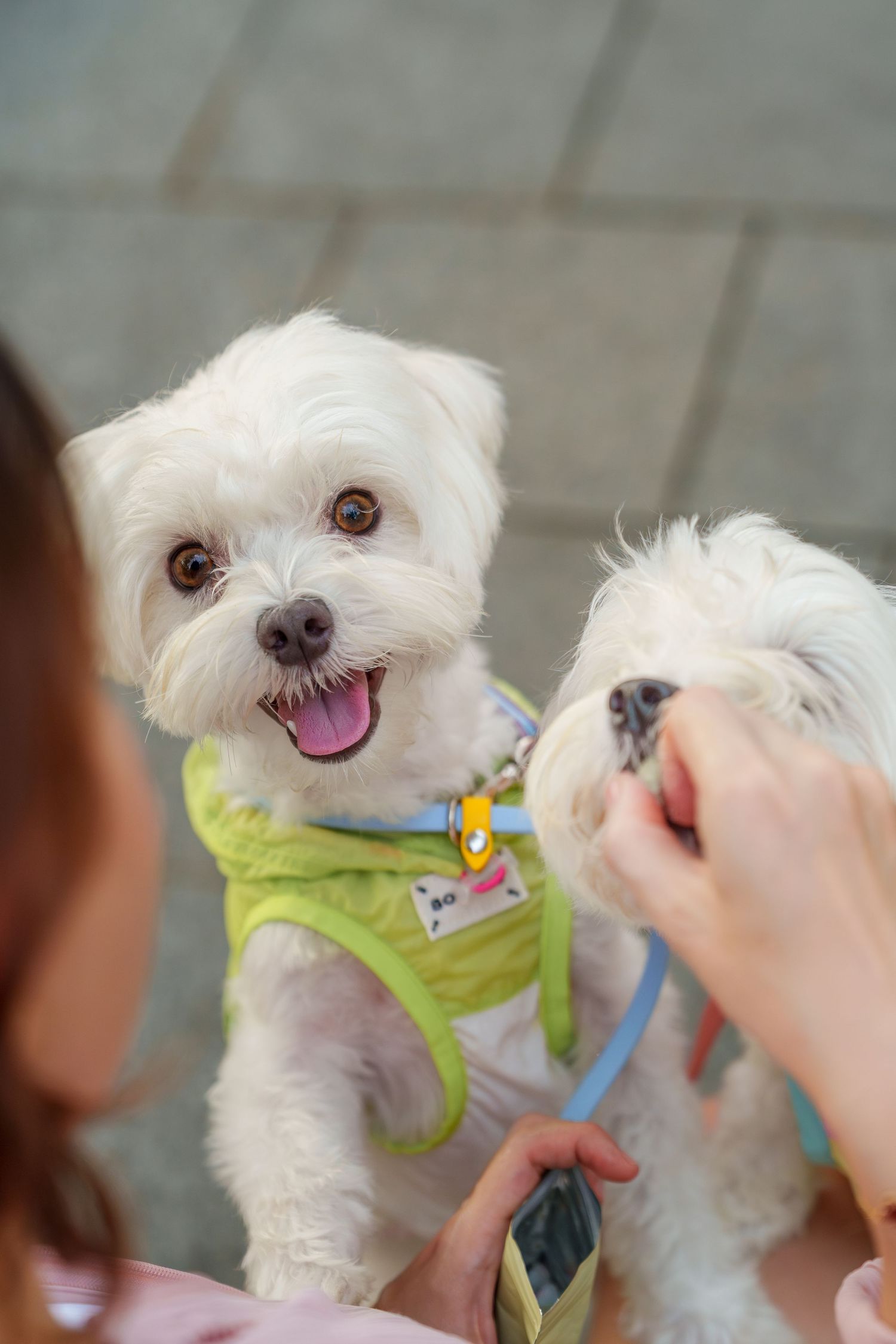 Two happy white Maltese dogs wearing a lime green harness smiles while being fed dog treats at Capella Singapore