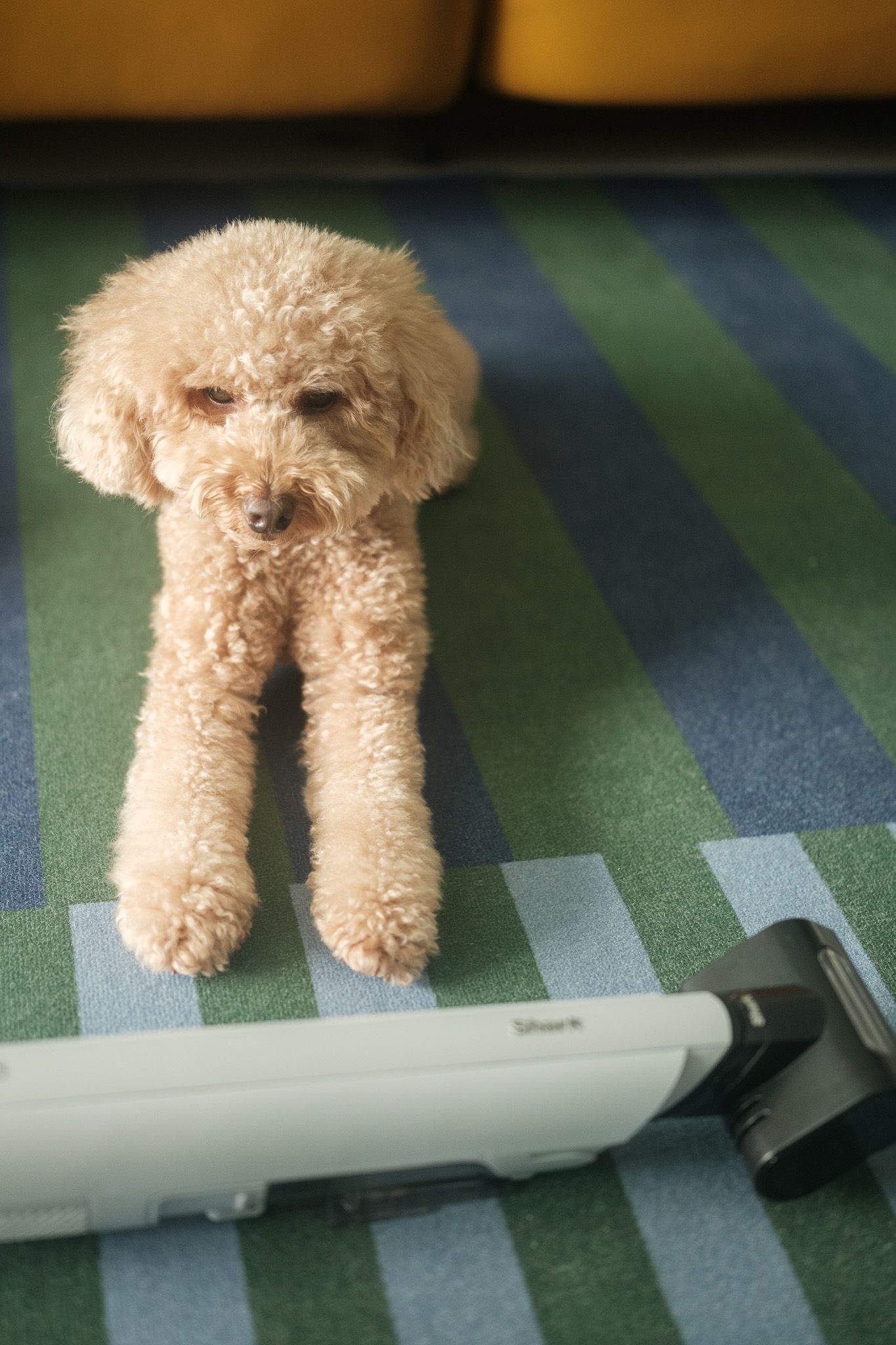 A fluffy goldendoodle dog's legs and paws are visible on a striped carpet next to a laptop or electronic device.