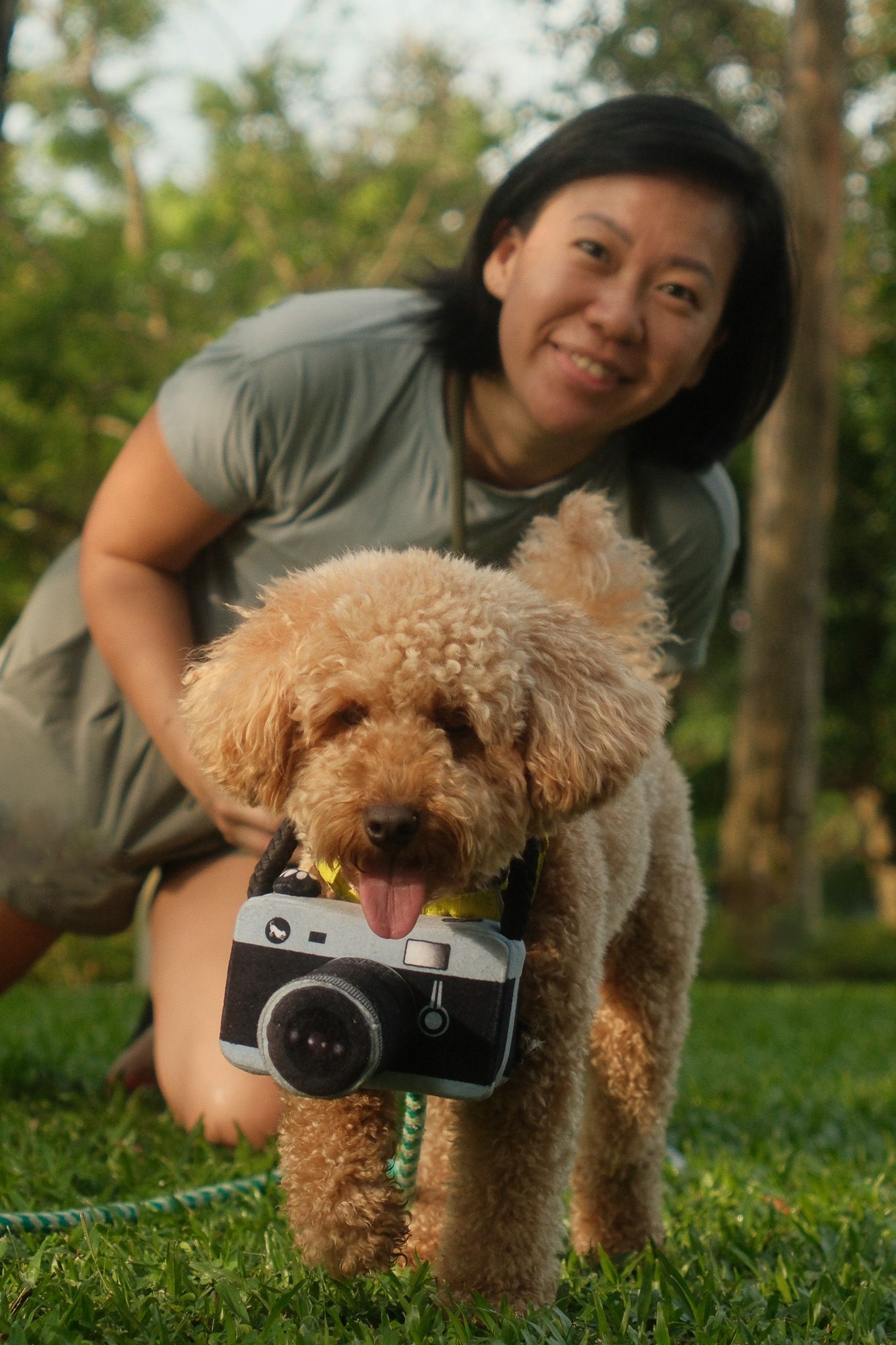 A fluffy brown poodle poses with a vintage camera while someone takes their photo on grass.