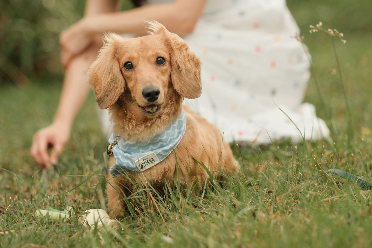 Close-up of a golden retriever puppy lying in green grass wearing a blue bandana.