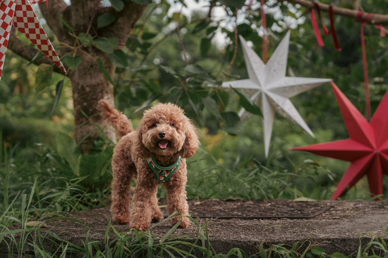 Red and white star decorations hang from tree branches in a garden setting.