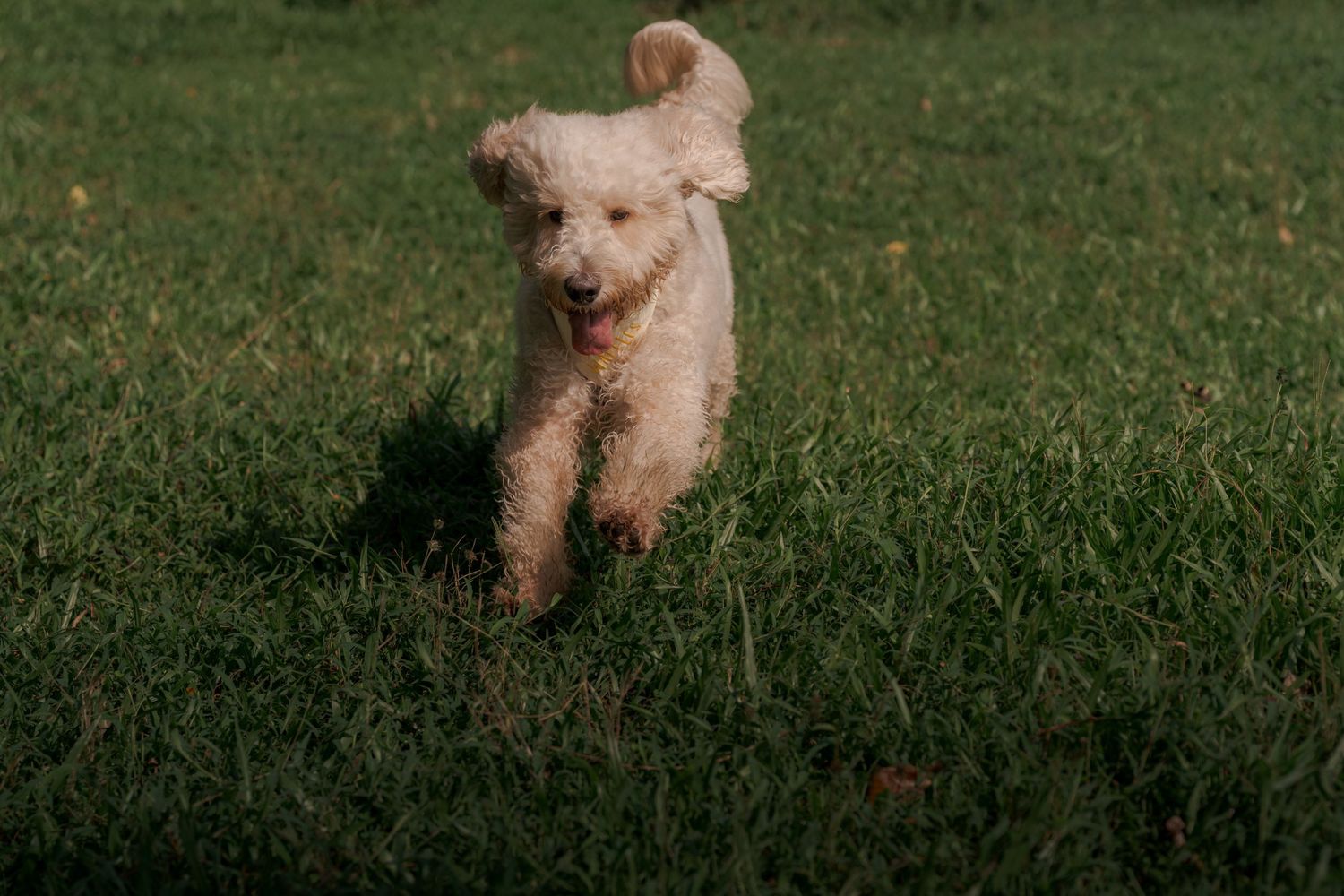 A fluffy white Goldendoodle puppy runs joyfully across a lush green grass lawn in natural sunlight.