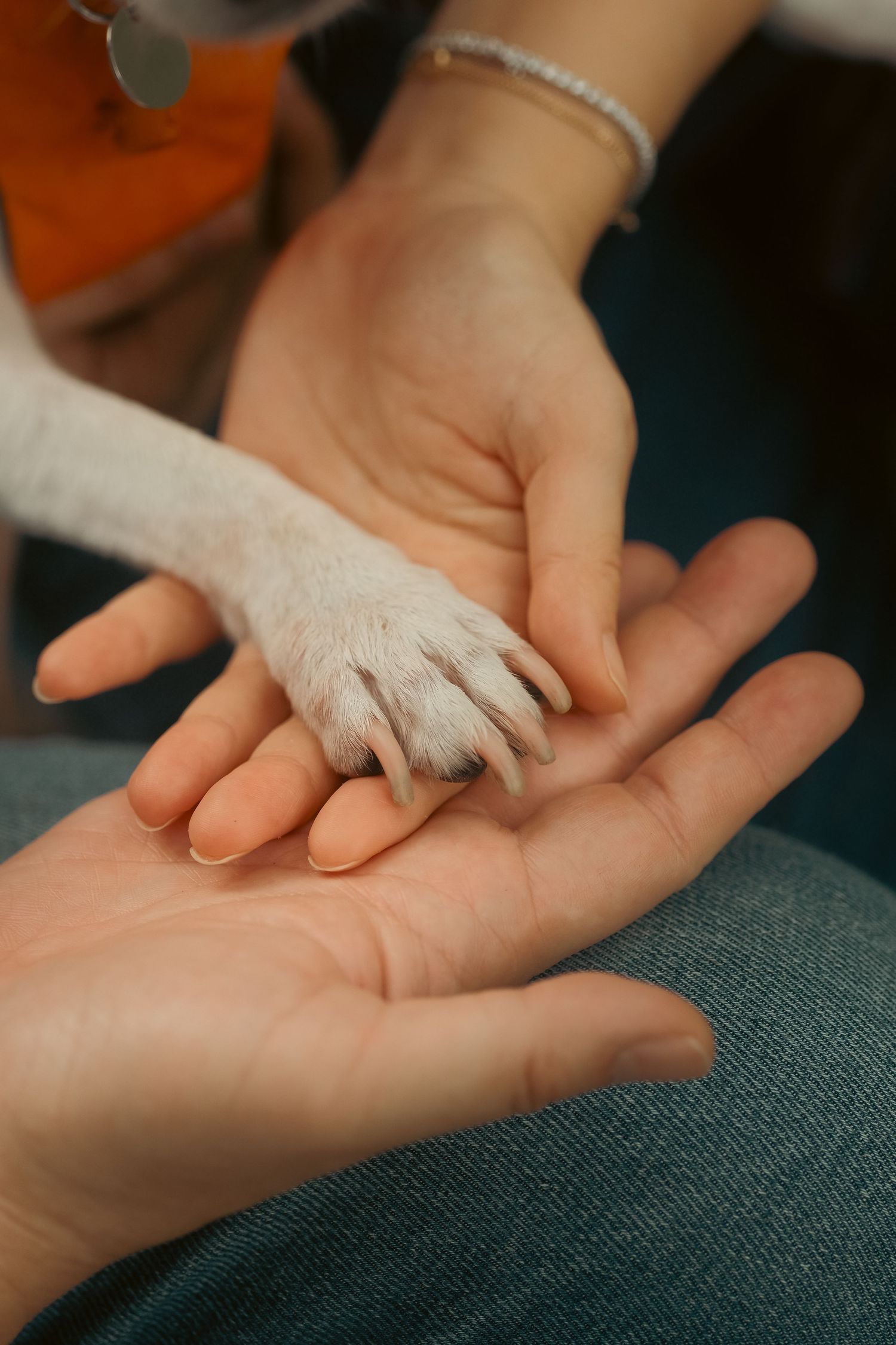 Close-up of a small white dog paw resting gently in someone's palm.