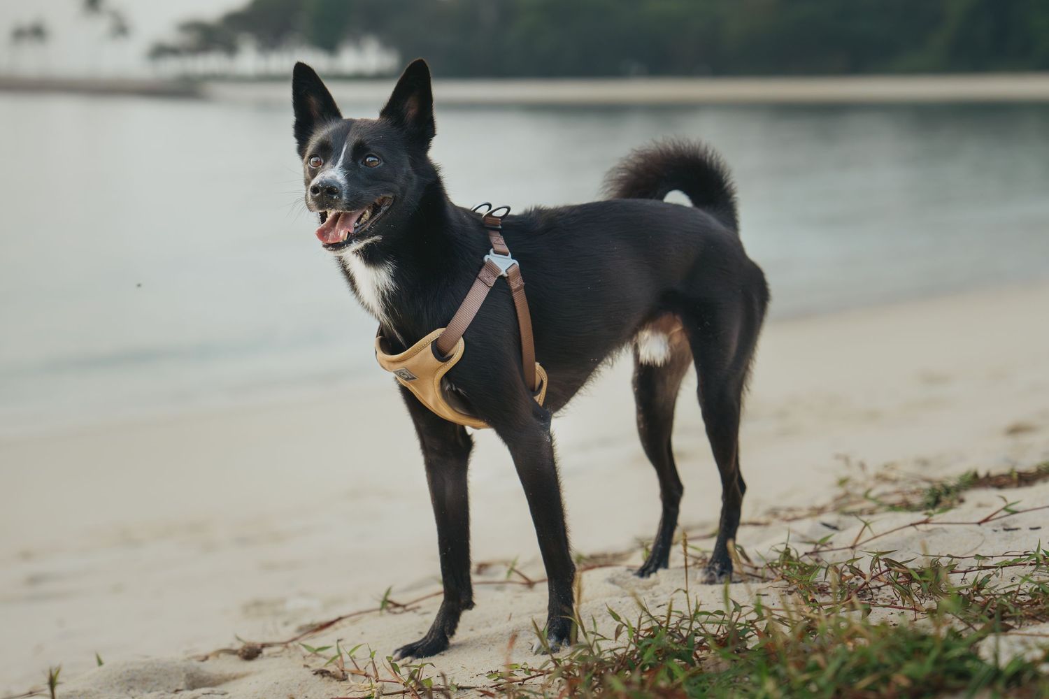 Black dogs stand along a waterfront path with a scenic lake view in the background.