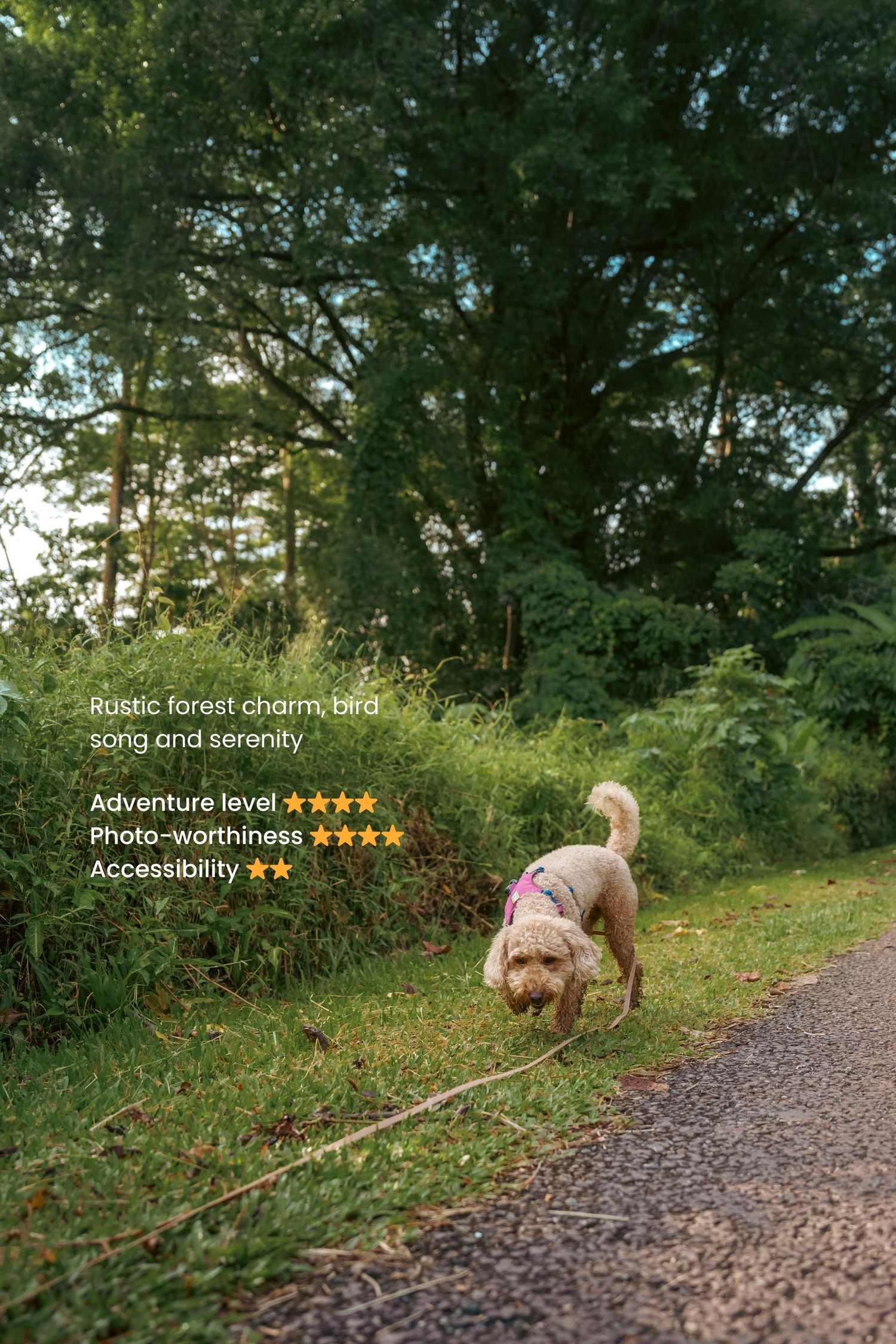 Dog walking along gravel forest path with adventure rating overlay.