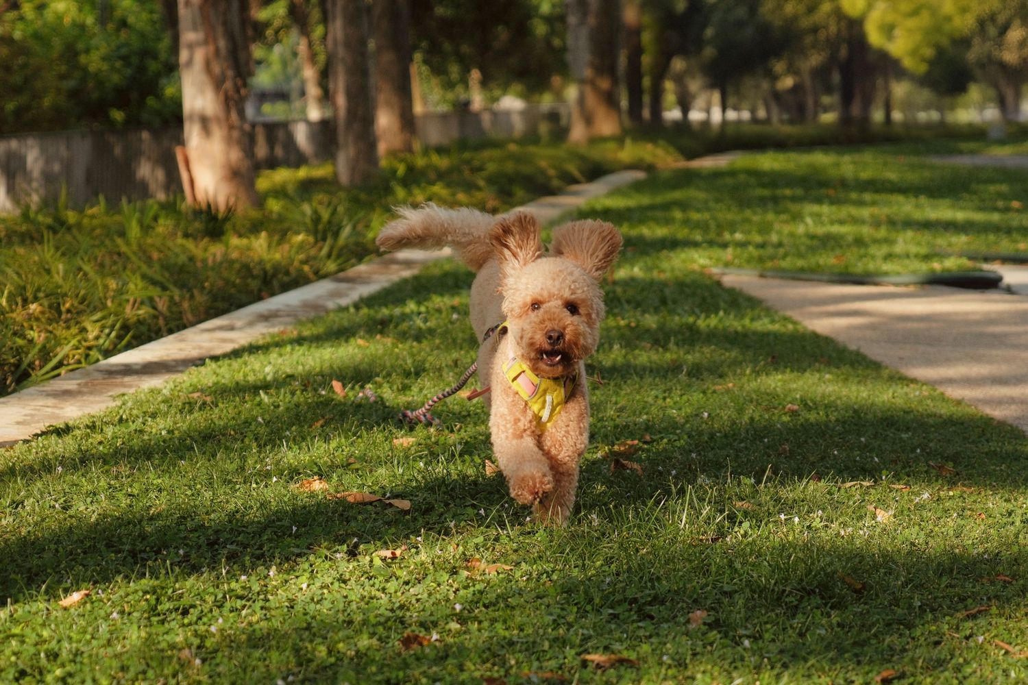 A happy goldendoodle dog running and playing on green grass in a park setting.
