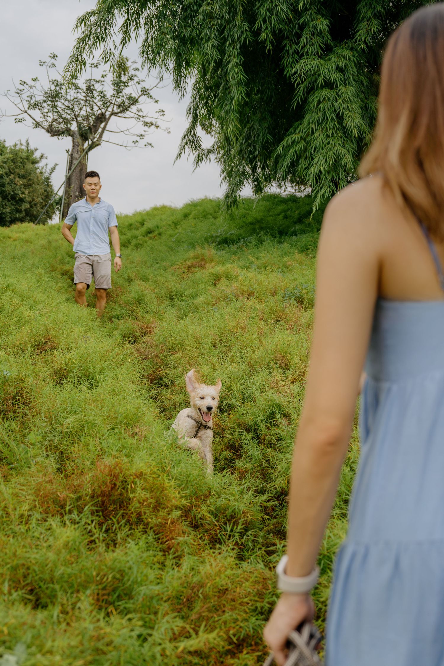 A couple plays with their golden retriever puppy on a tall grassy hill in Gardens by the Bay, Singapore