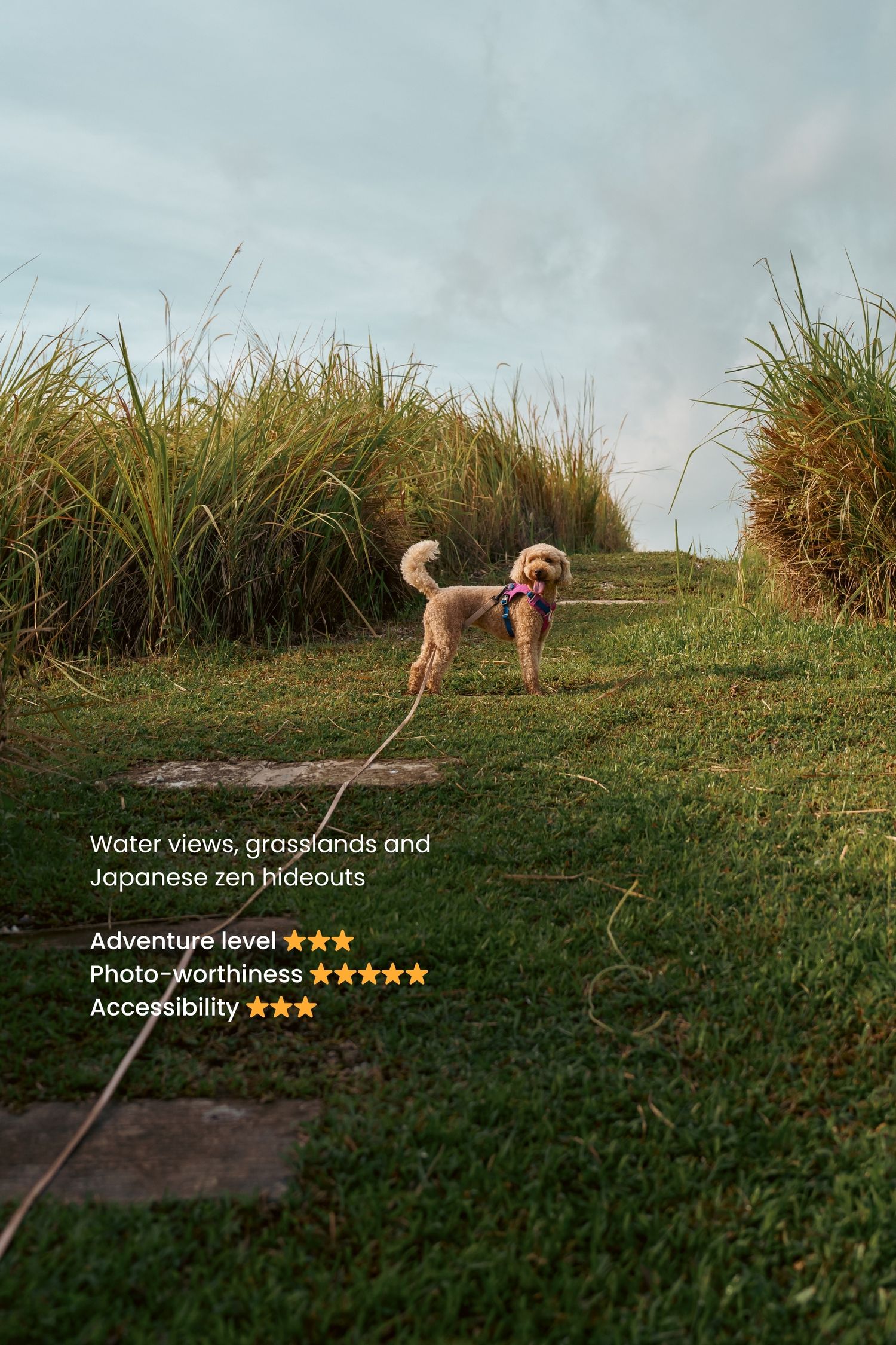 Dog exploring grassy area with tall reeds and water views in background.