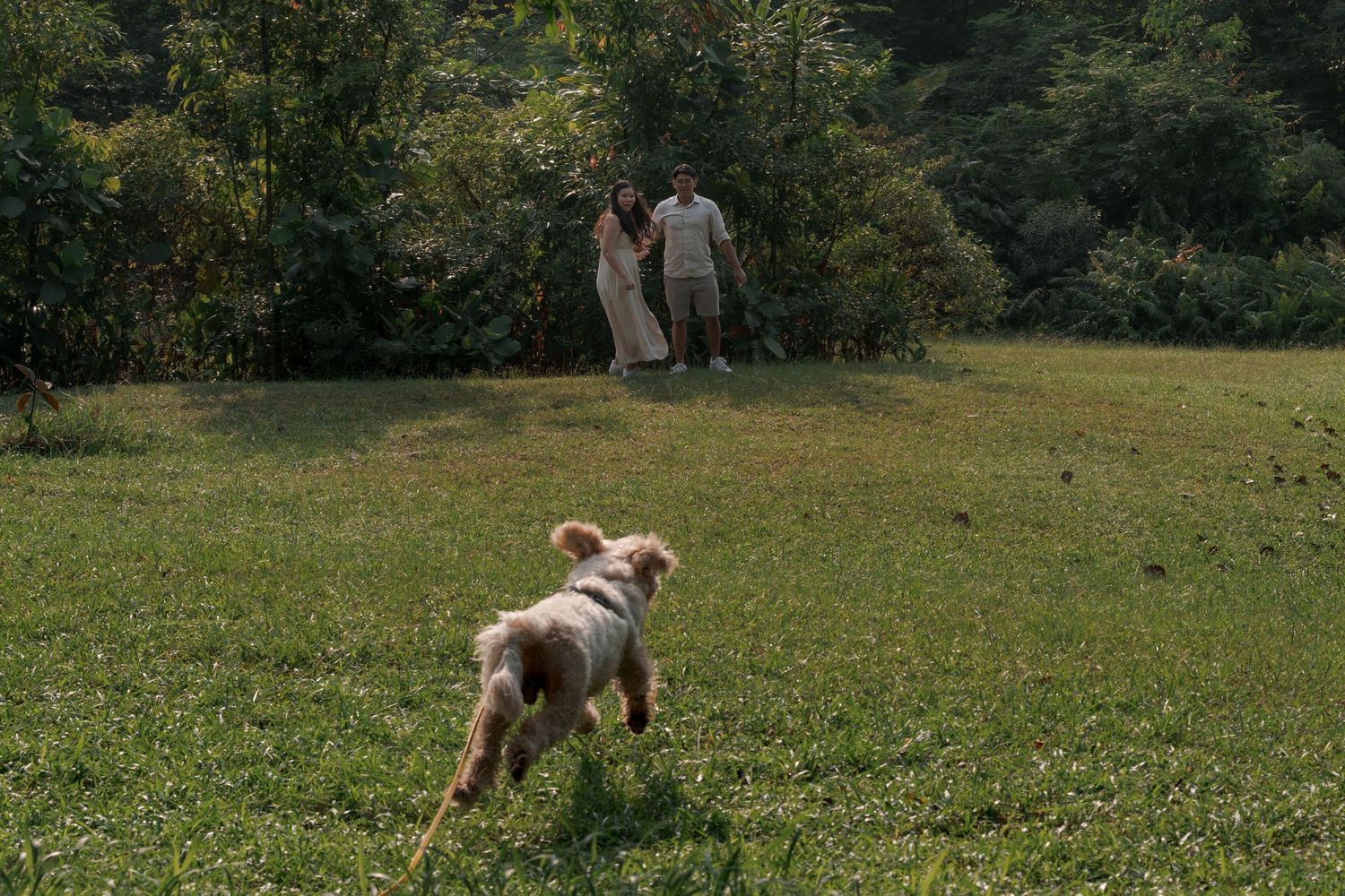 A fluffy dog runs across a green lawn toward a couple standing near trees in a scenic outdoor setting.