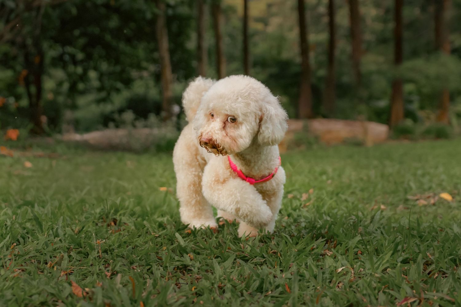 White fluffy dog running happily through a green park.