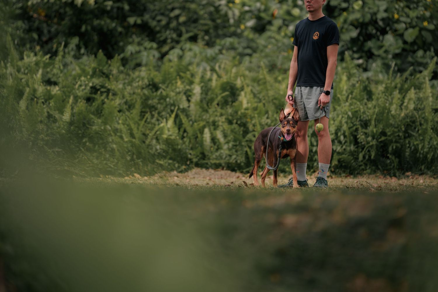 A person walking a German Shepherd dog on a dirt path surrounded by green vegetation on a sunny day.