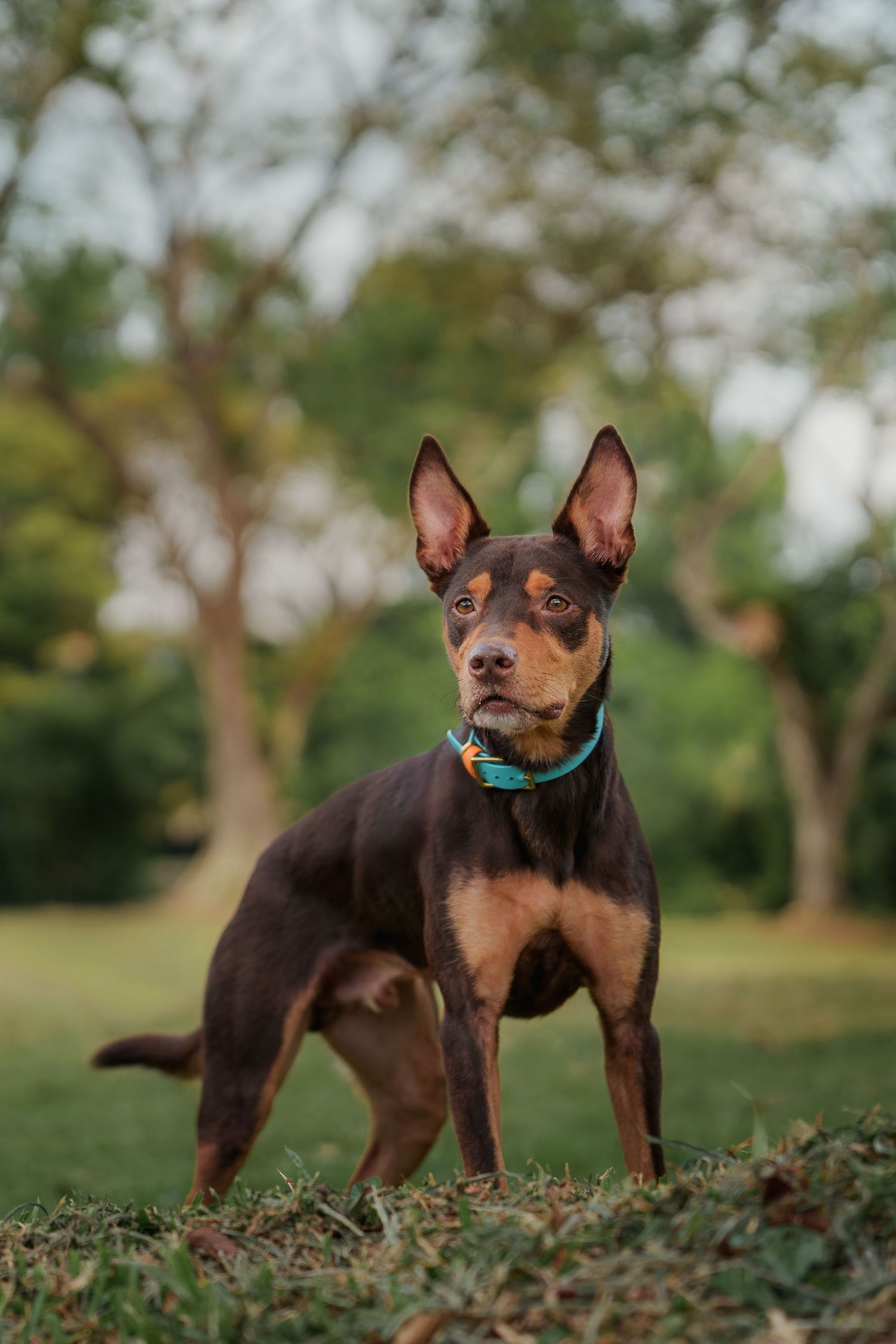 A kelpiedog with pointed ears and dark brown coat stands alertly on grass wearing a turquoise collar.