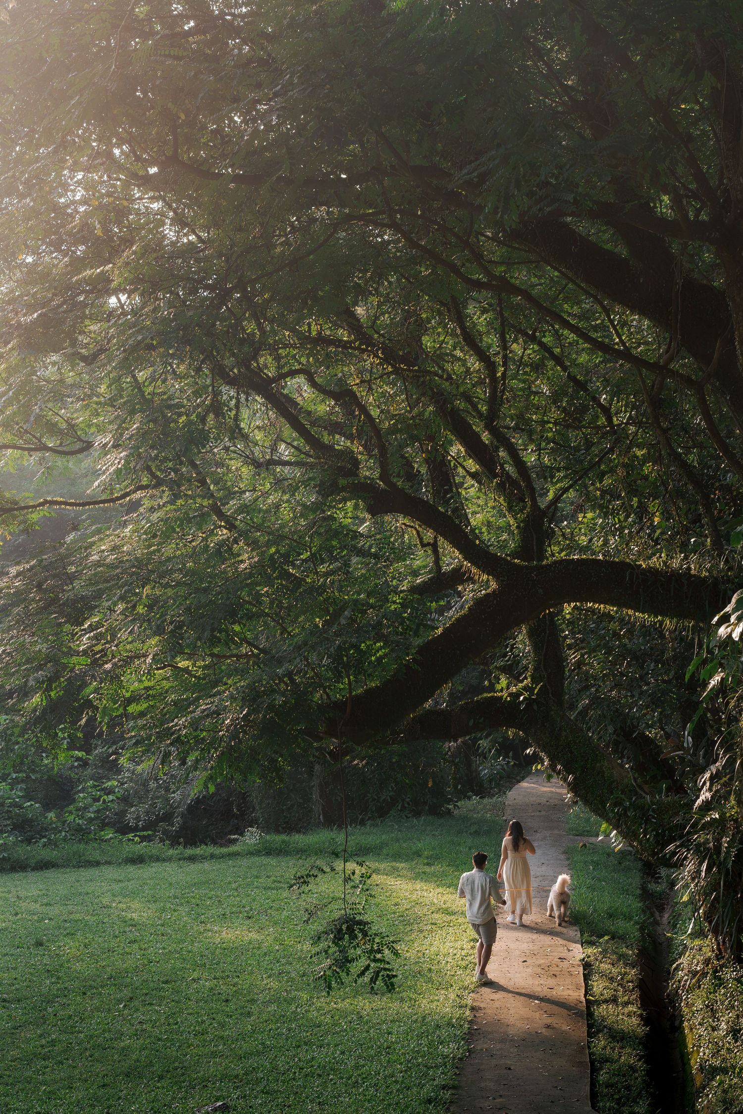 Couple walking with white dog on sunlit forest path surrounded by lush green trees and glowing natural light.