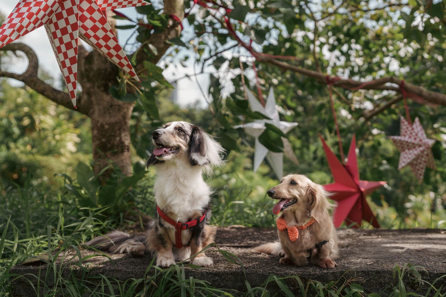 Decorative red and white checkered stars hang from tree branches in an outdoor setting.