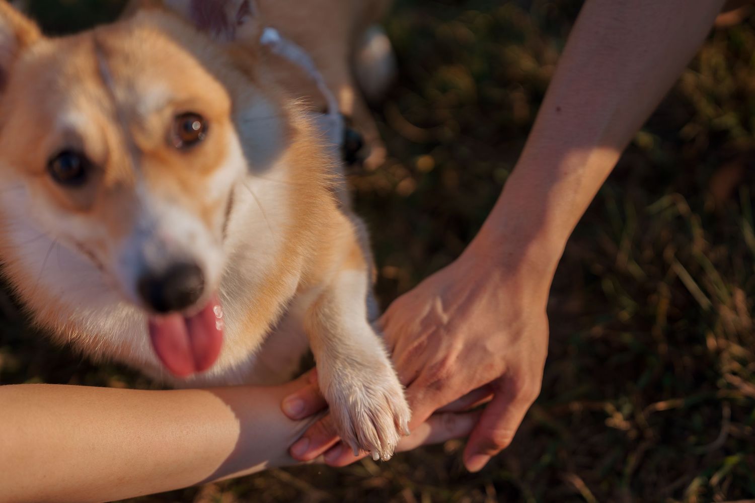A fluffy Corgi dog gives its paw to a person outdoors on green grass in warm sunlight.