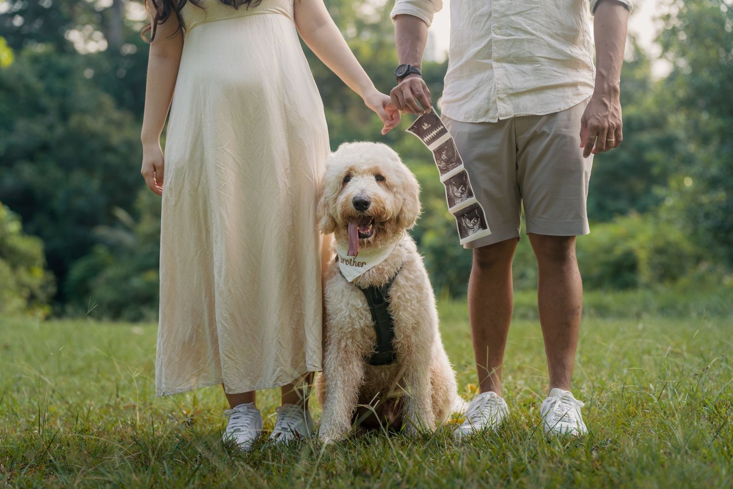 Couple holding ultrasound photos with golden doodle dog sitting on grass in park pregnancy announcement.