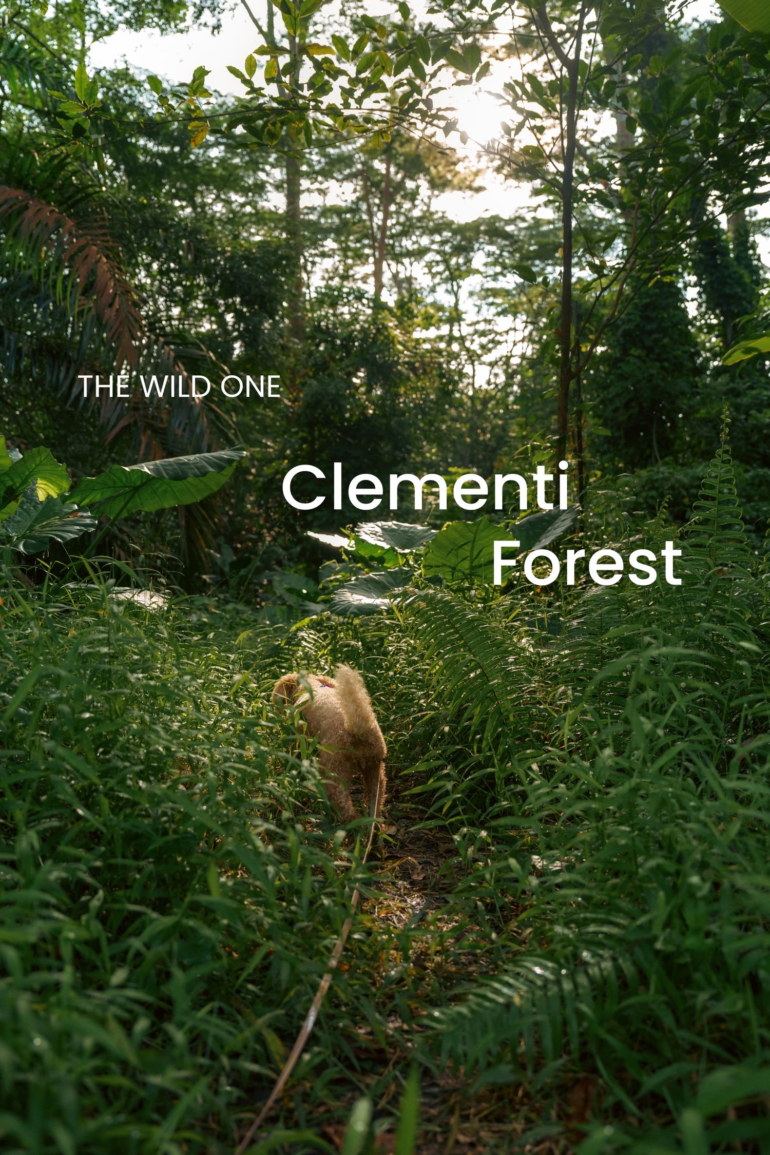 Dog exploring through lush green forest path with text overlay reading Clementi Forest.