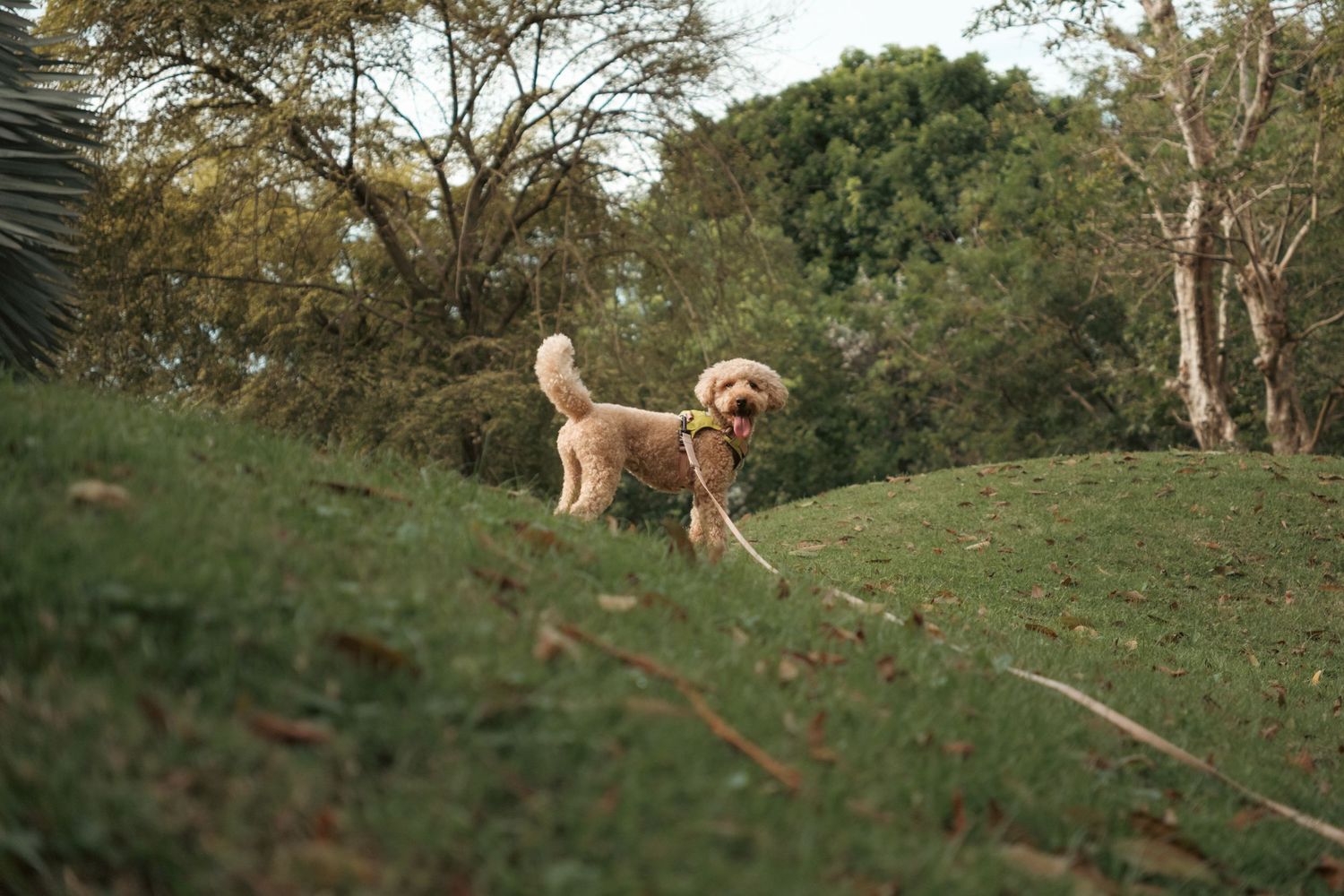 A golden retriever explores a grassy hillside during a sunny afternoon.