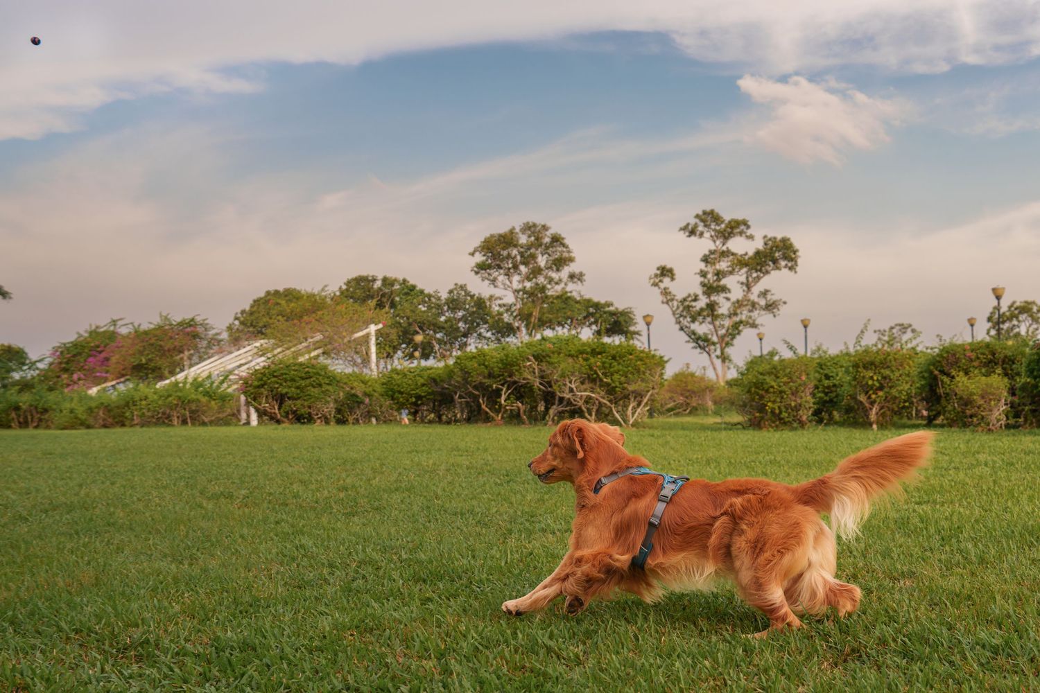 A golden retriever dog runs playfully across a green grassy field with trees and blue sky in the background at East Coast Park Singapore